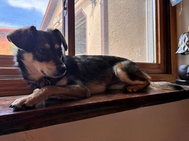 Chuyita, a Adoptable Terrier in Crystal, MN image 1/3