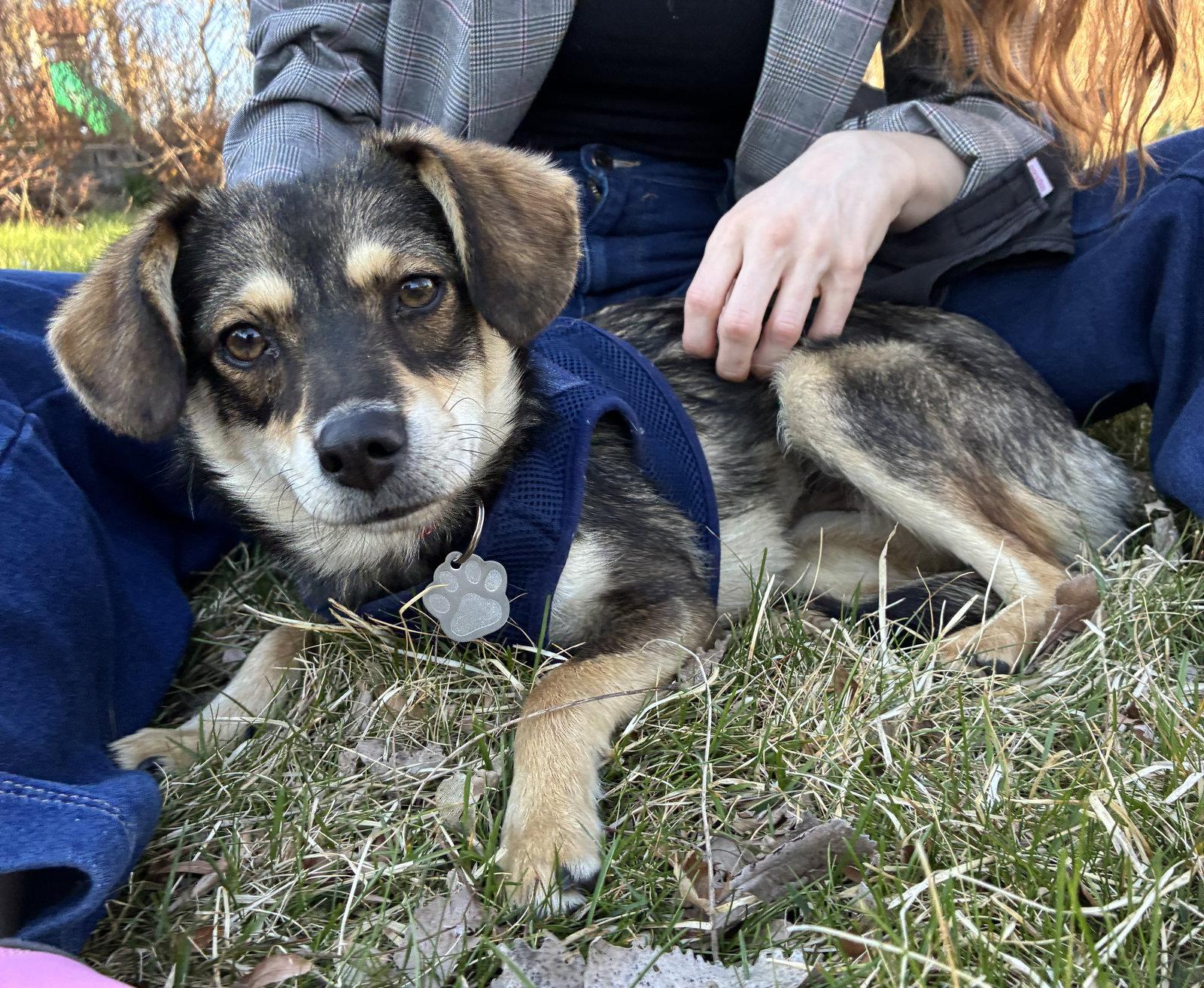 Chuyita, a Adoptable Terrier in Crystal, MN image 2/3