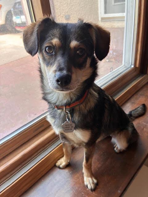 Chuyita, a Adoptable Terrier in Crystal, MN image 3/3