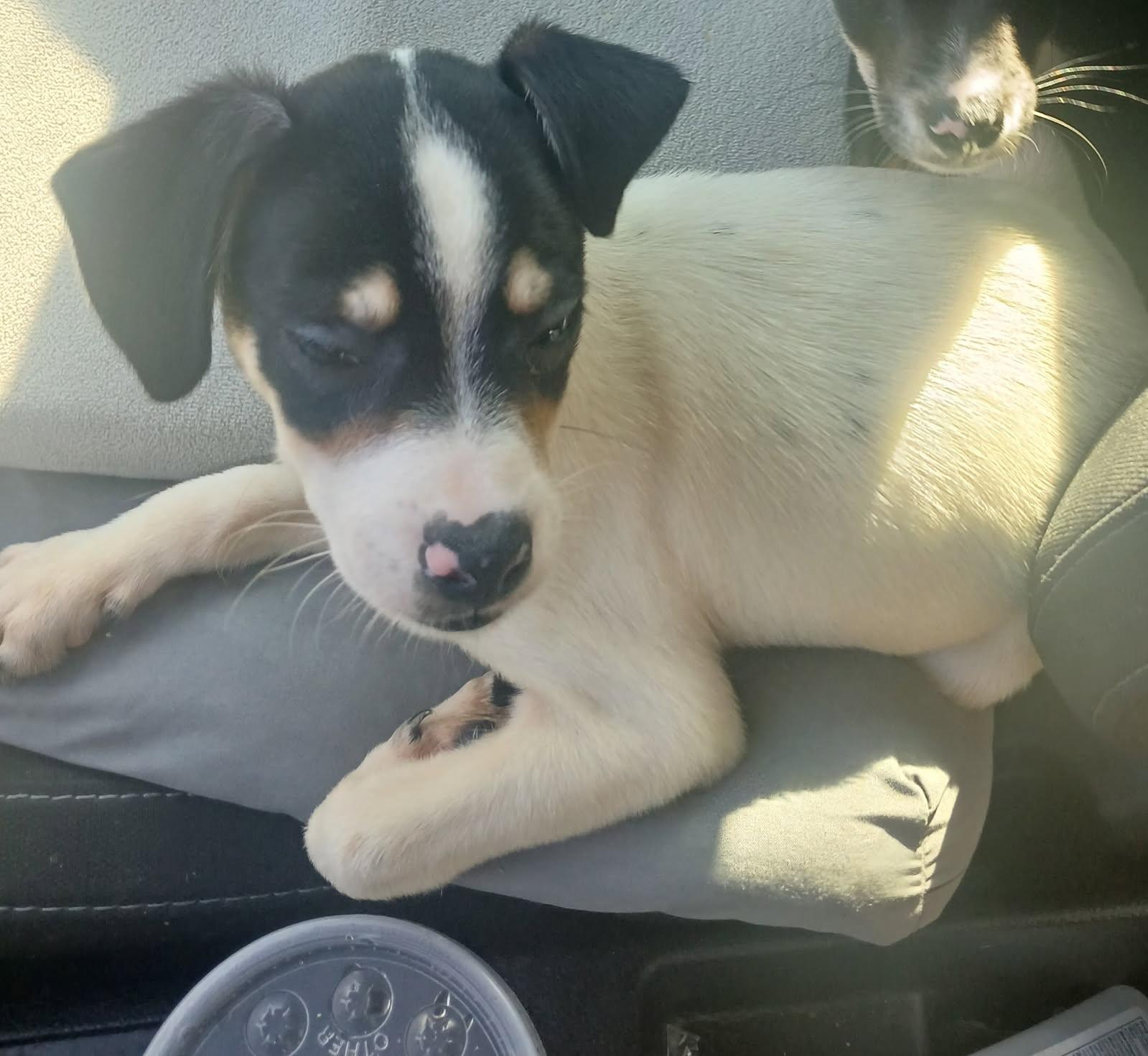 Winter Saint Nick, Adopted, Puppy Male Chihuahua & Miniature Pinscher.