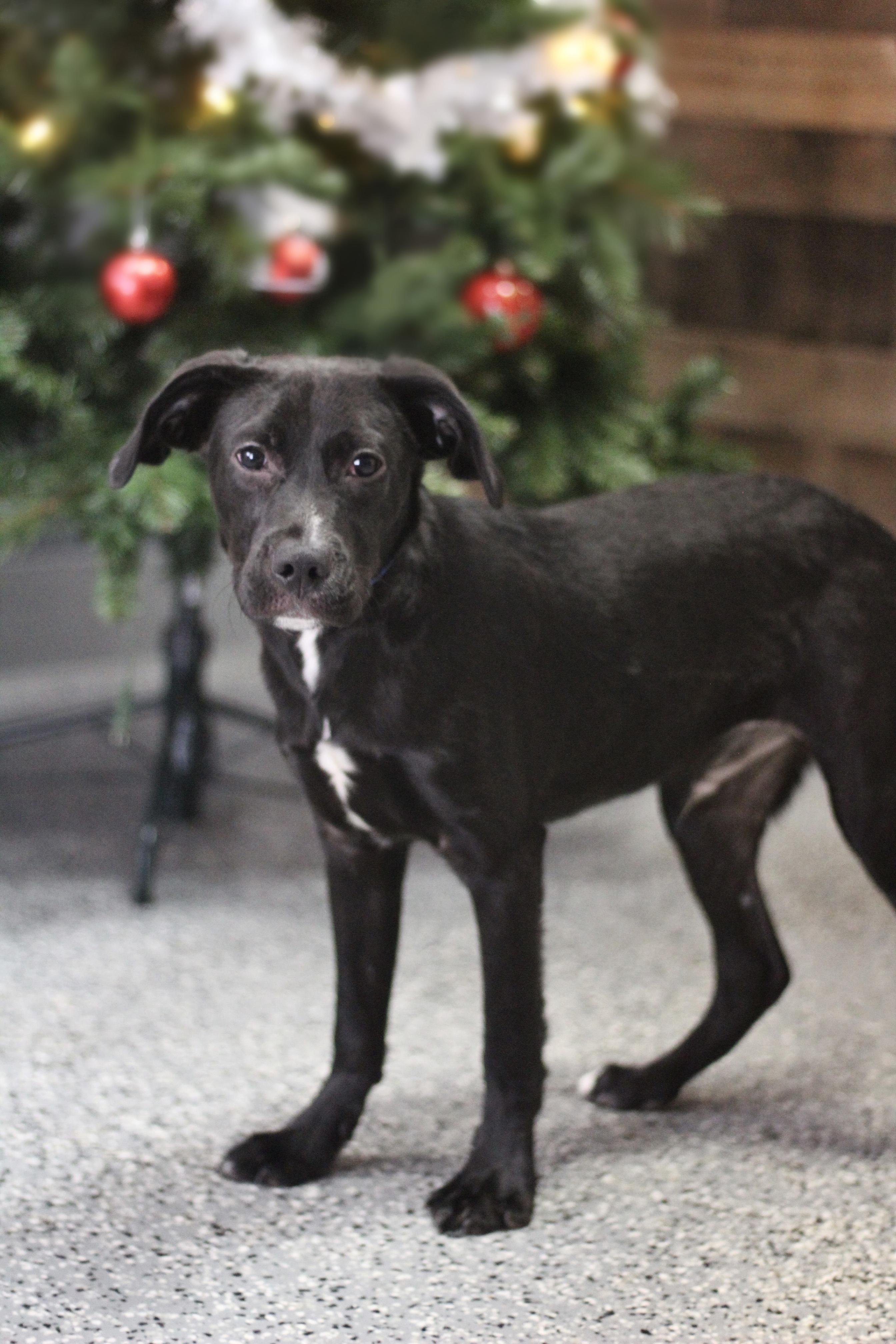 Jester in NH! Come Meet our Adoptable Dogs Wednesday-Saturday. More info in Bio! , ADOPTABLE, Puppy Male Black Labrador Retriever.