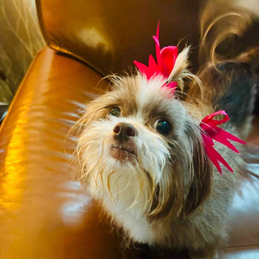Enlarge Maisie, a Adoptable mixed breed in Shelby, NC image 1/6