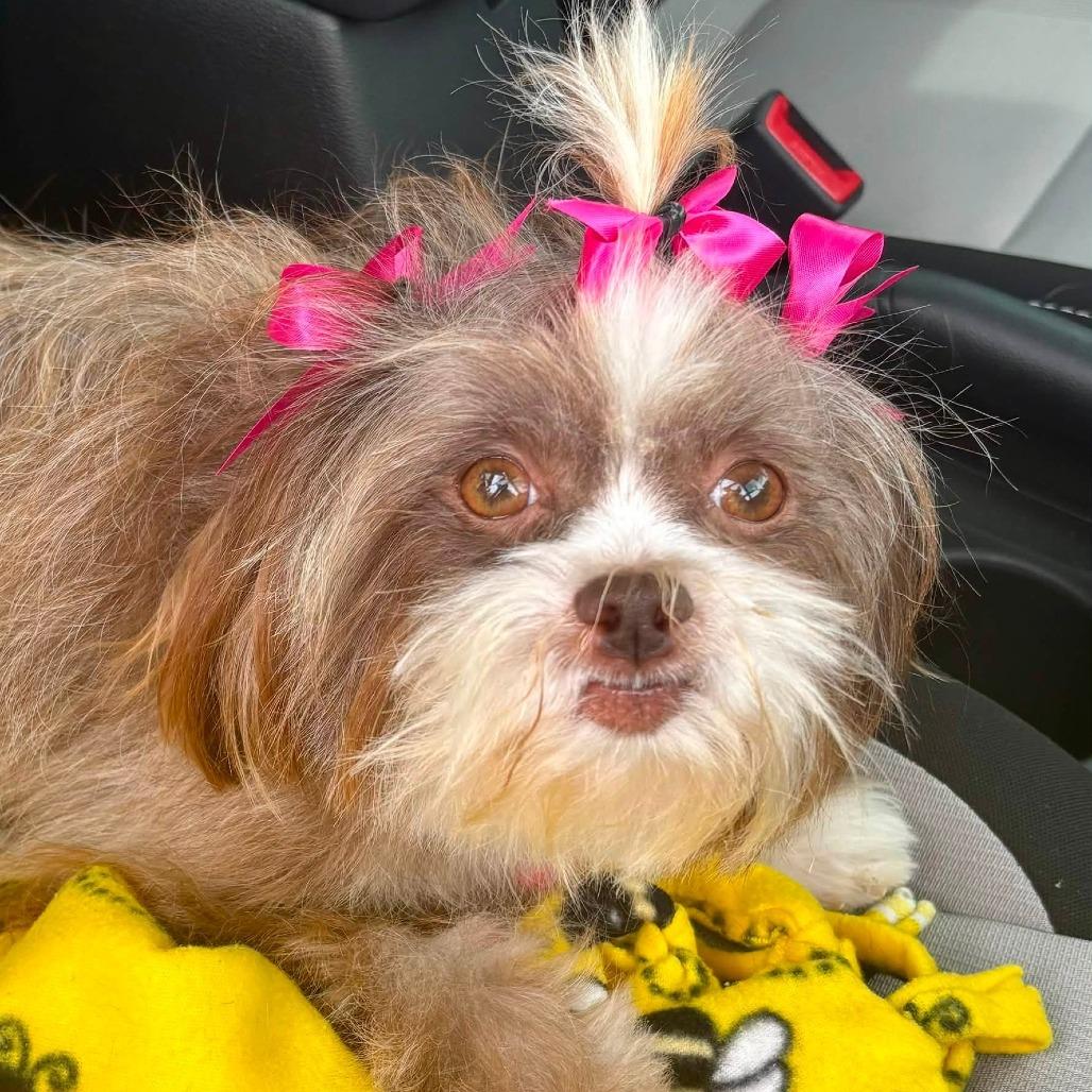 Enlarge Maisie, a Adoptable mixed breed in Shelby, NC image 2/6
