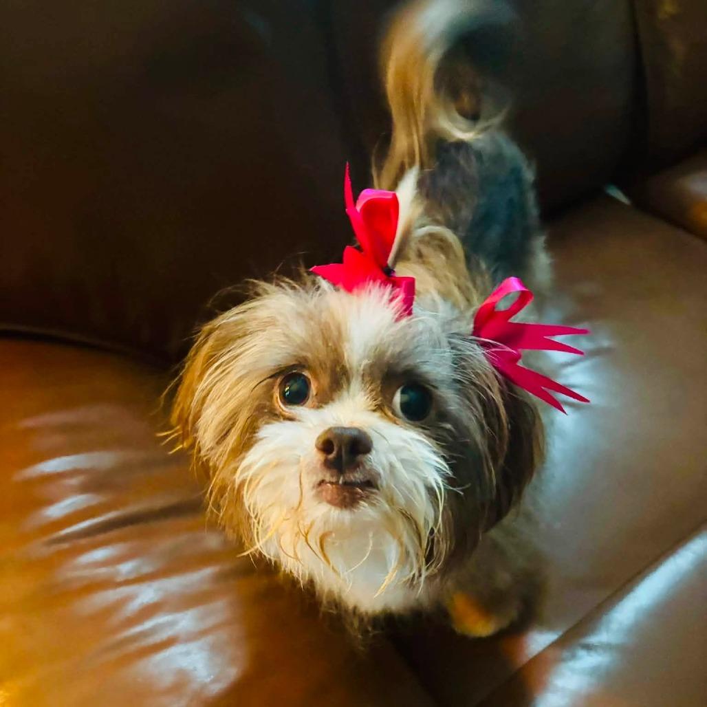 Enlarge Maisie, a Adoptable mixed breed in Shelby, NC image 3/6