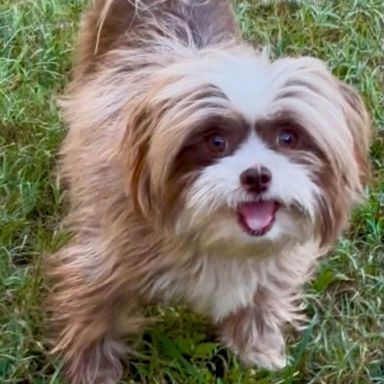 Enlarge Maisie, a Adoptable mixed breed in Shelby, NC image 5/6