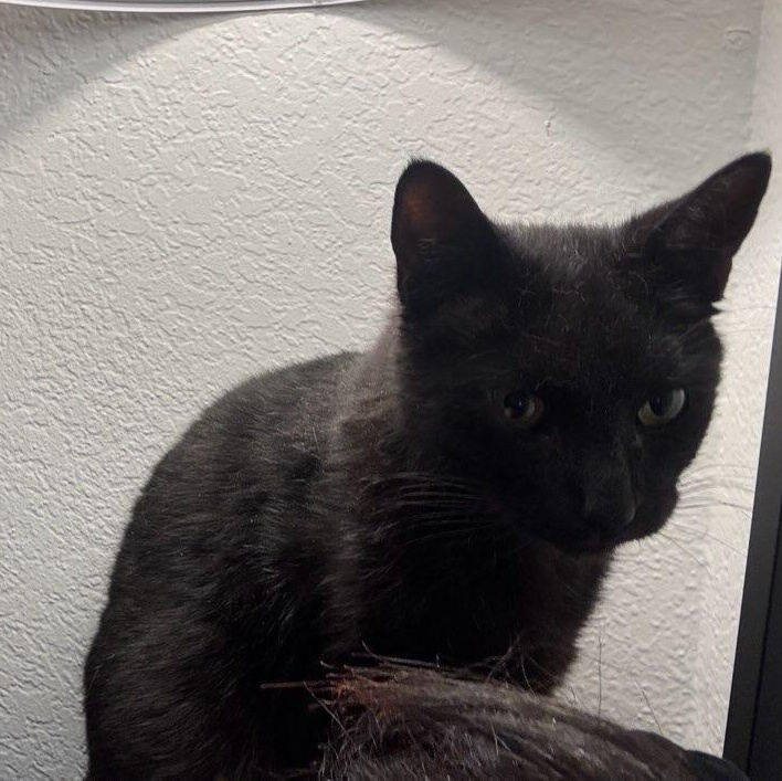 Midnight, Adoptable, Adult Male Domestic Short Hair.