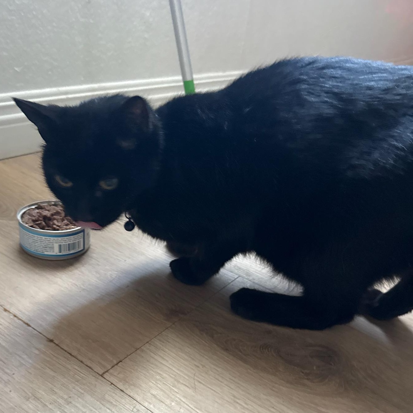 Midnight, a Adoptable Domestic Short Hair in Hesperia, CA image 2/2