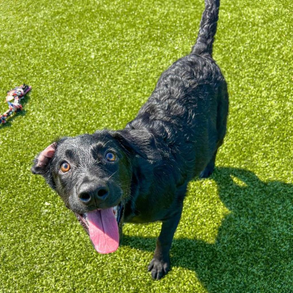 Chili, a Adoptable mixed breed image 1/2