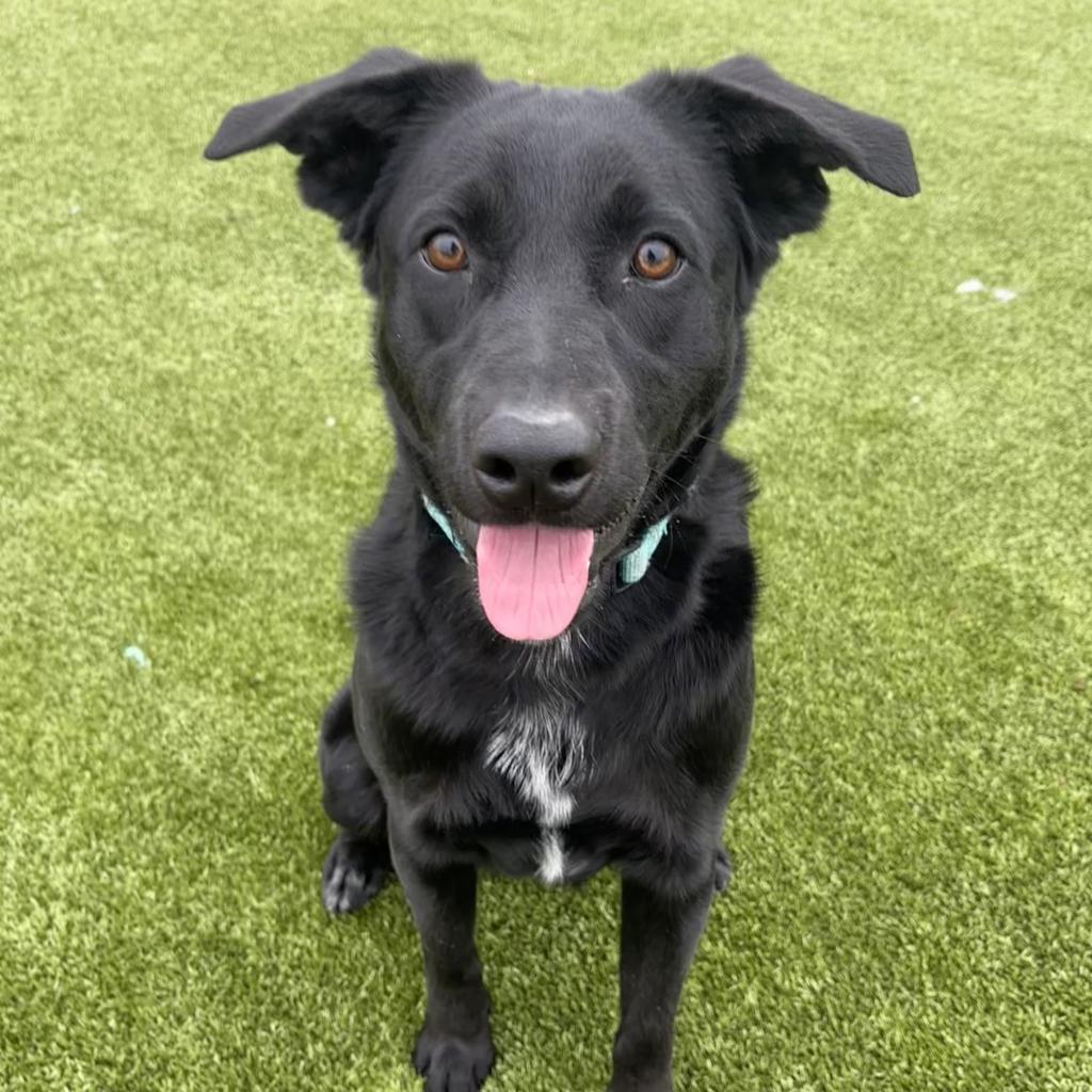 Chili, a Adoptable mixed breed image 2/2