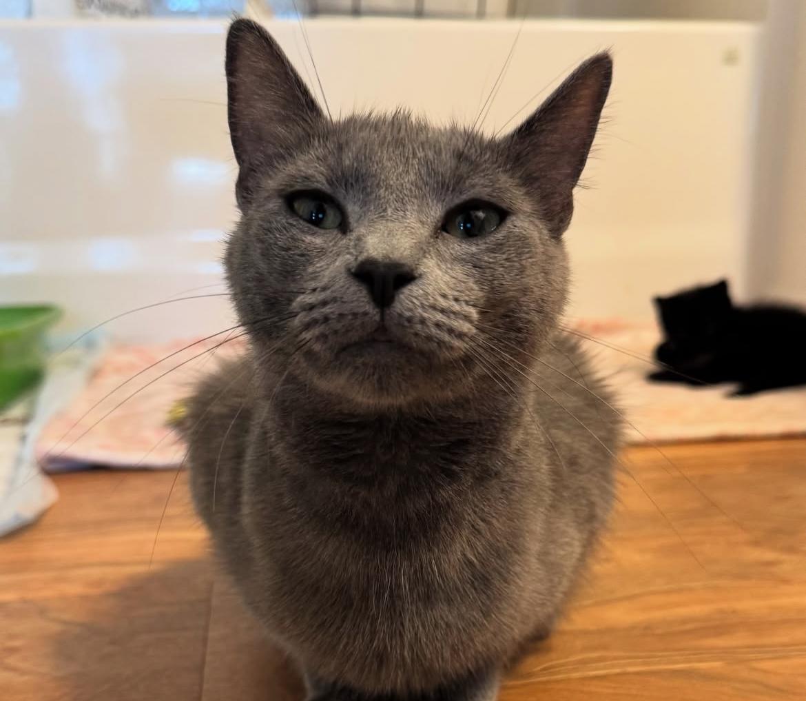 Enlarge Cera, a Adoptable Domestic Short Hair in Sartell, MN image 1/1