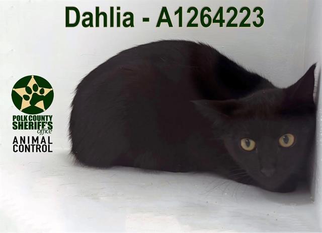 Enlarge DAHLIA, a Adoptable Domestic Short Hair in Winter Haven, FL image 1/1