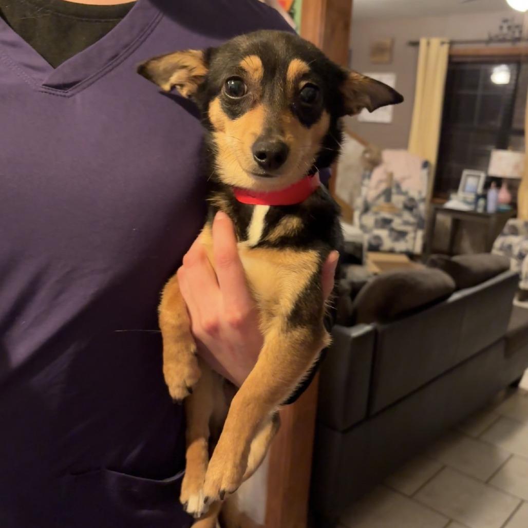Naomi, Adoptable, Young Female Chihuahua & Mixed Breed.