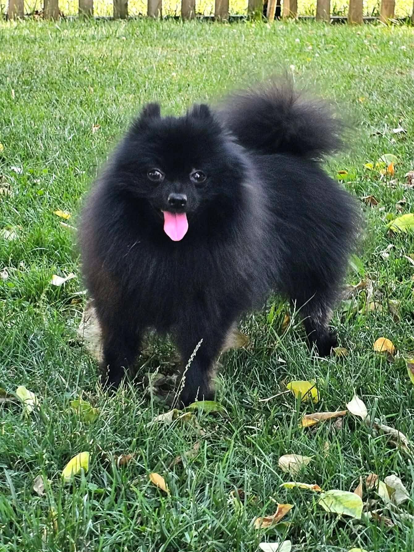 Kai, Adoptable, Young Male Pomeranian.