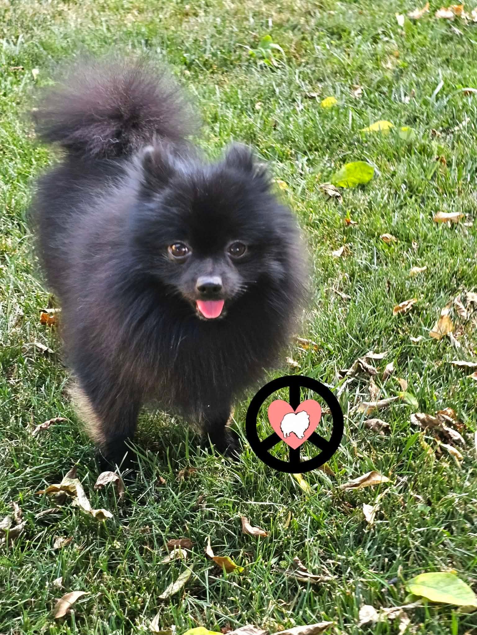 Enlarge Kai, a Adoptable Pomeranian in Lebanon, PA image 2/3