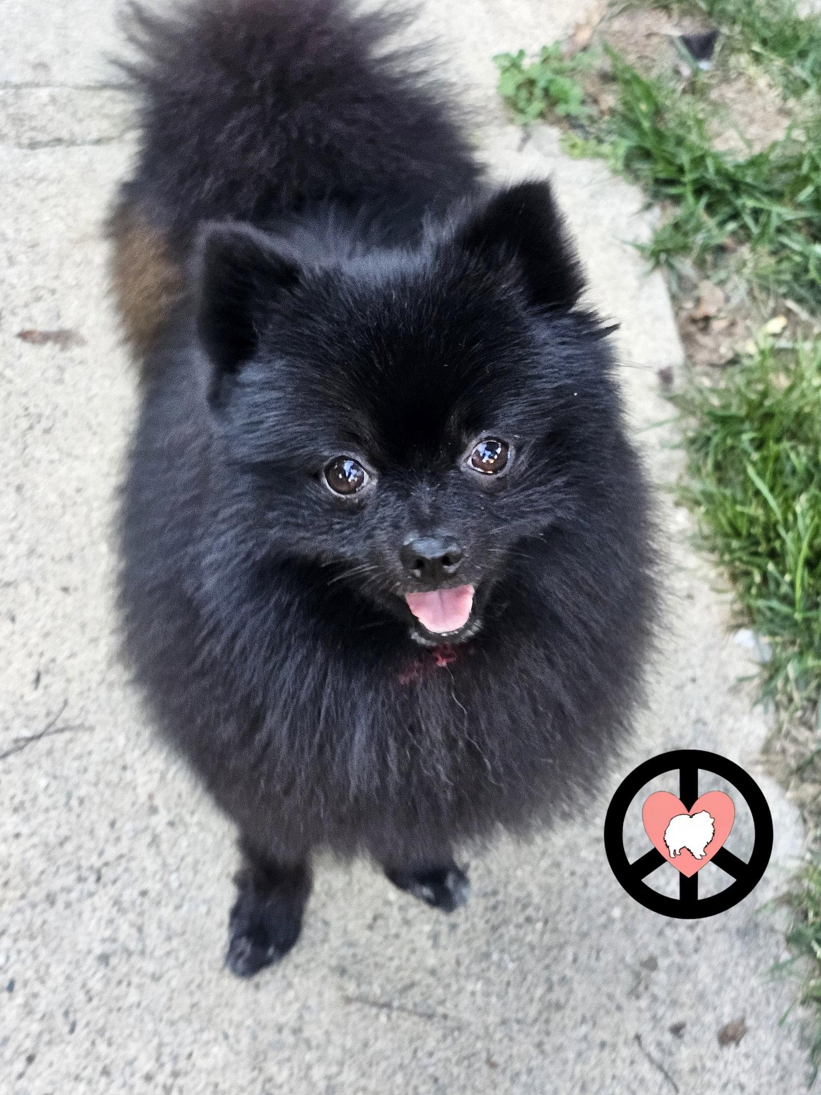 Enlarge Kai, a Adoptable Pomeranian in Lebanon, PA image 3/3