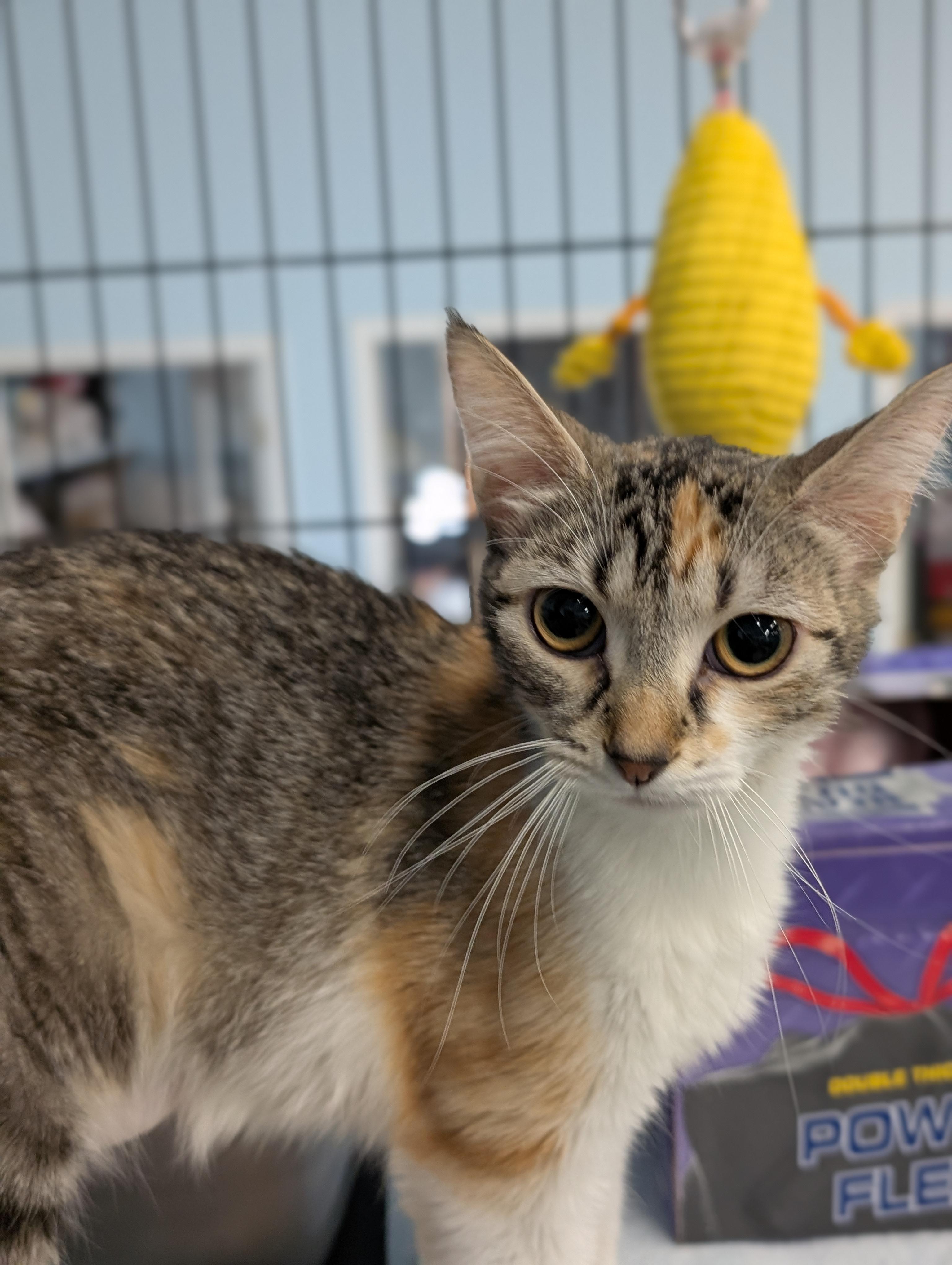 Enlarge Mimi, an adopted Domestic Short Hair in Tilton, IL image 1/2