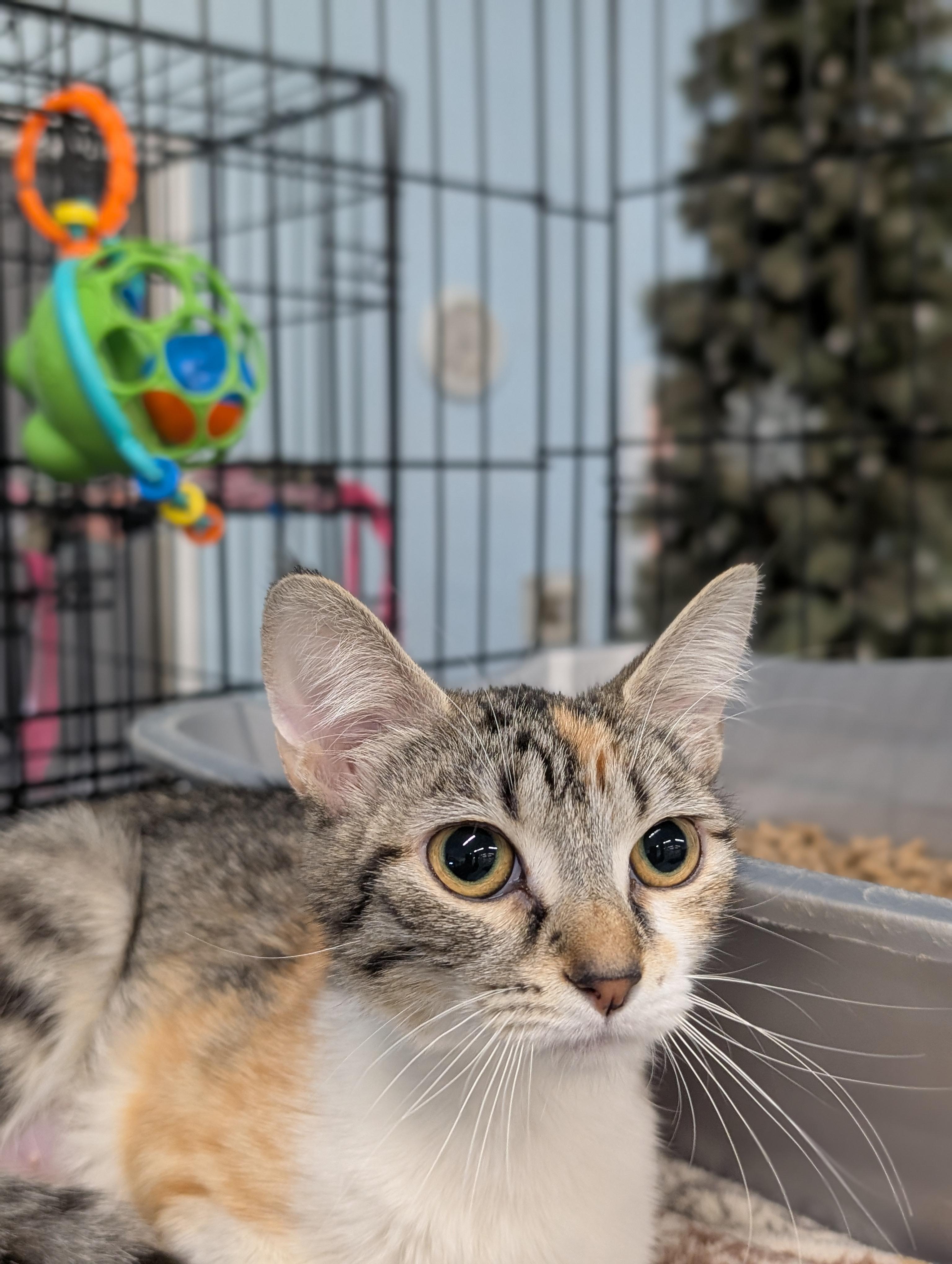 Enlarge Mimi, an adopted Domestic Short Hair in Tilton, IL image 2/2