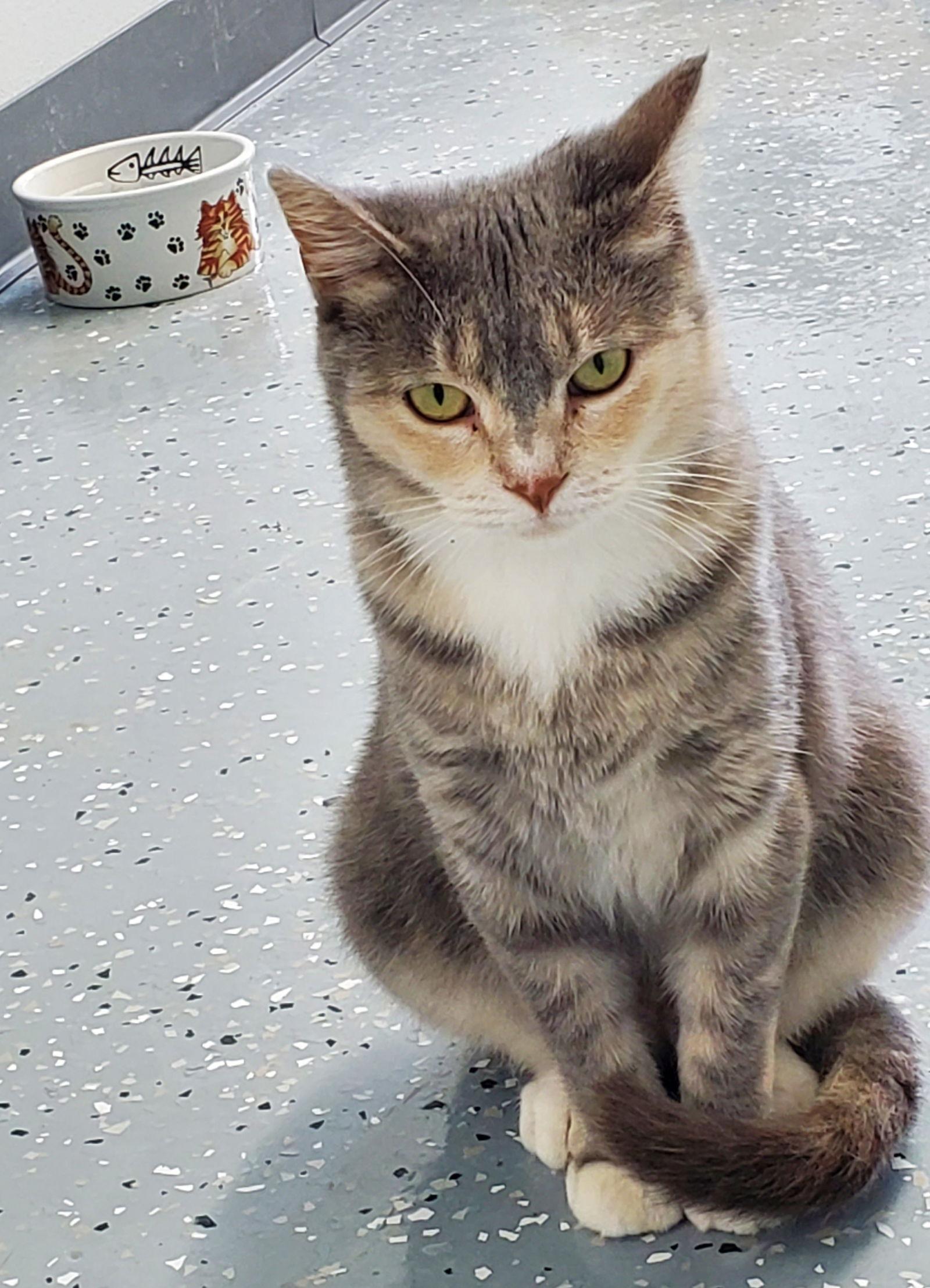 Becca, Adopted, Adult Female Domestic Short Hair.