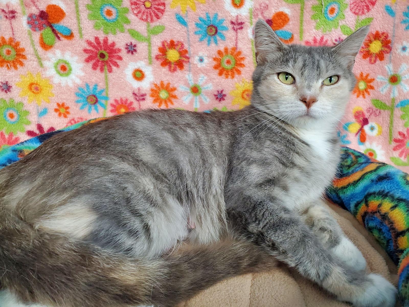 Enlarge Becca, a Adopted Domestic Short Hair in Greenville, IL image 2/2