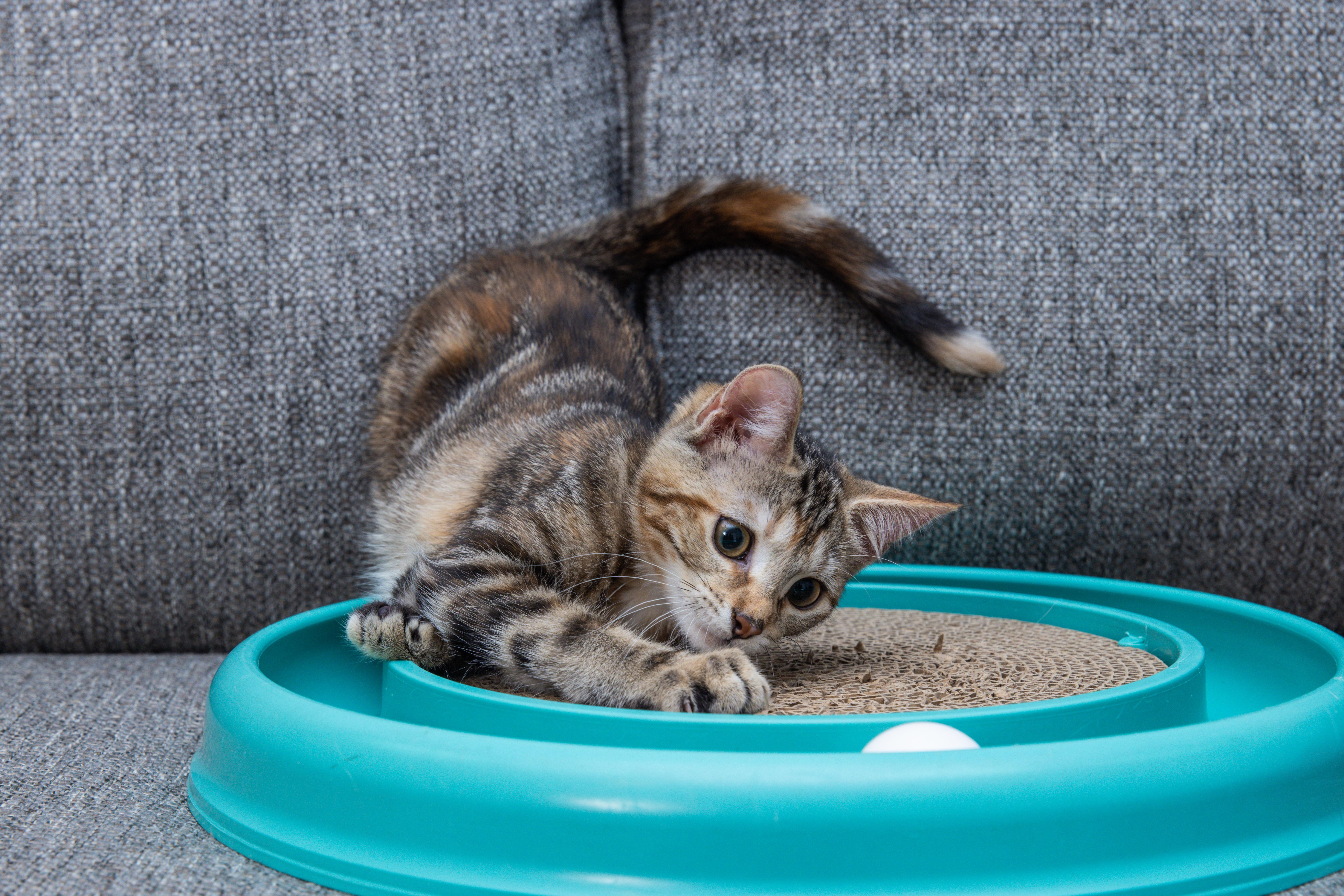 Meadow (Soprano), a Adoptable Domestic Medium Hair in Avondale Estates, GA image 4/6