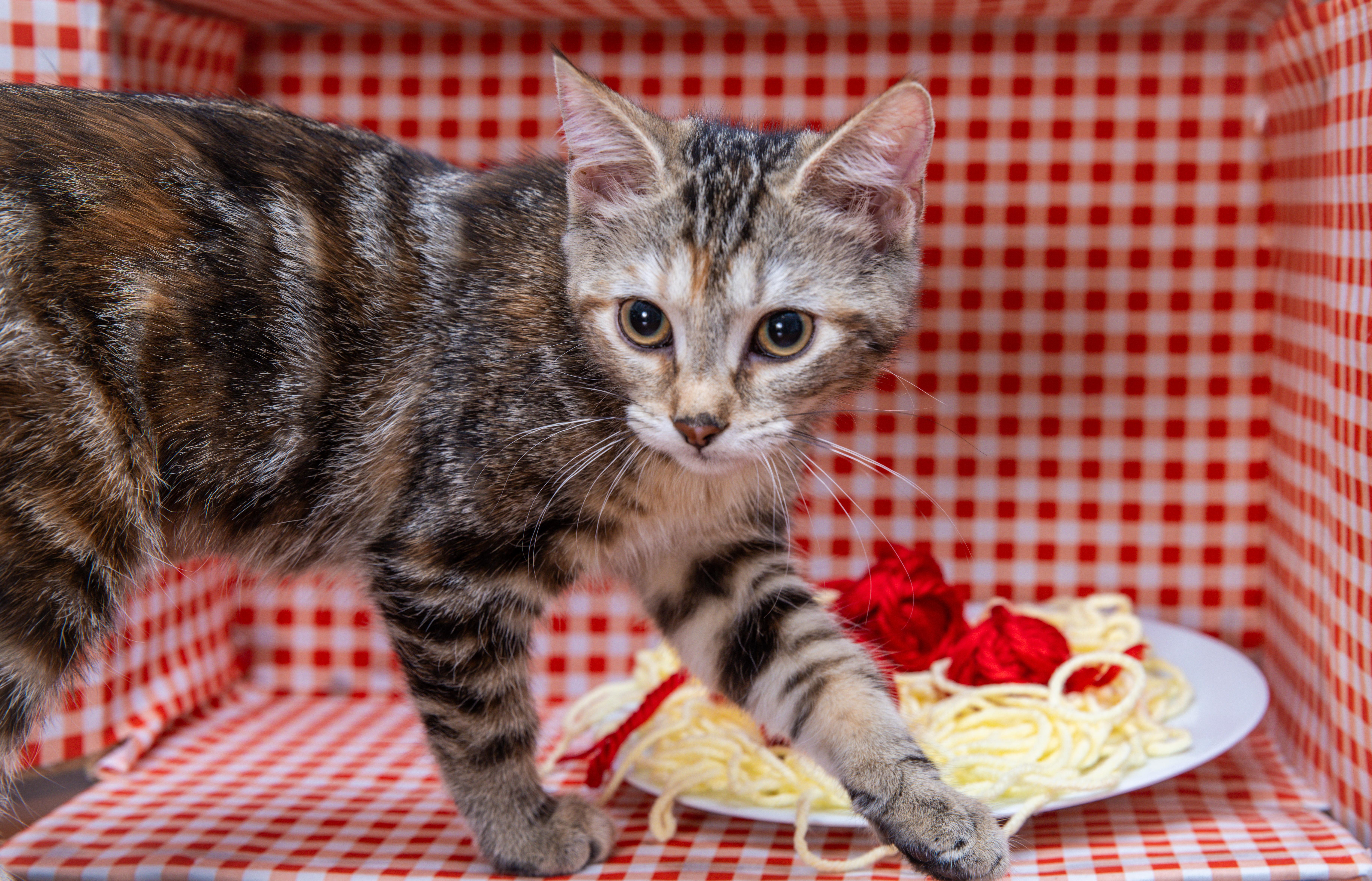 Meadow (Soprano), a Adoptable Domestic Medium Hair in Avondale Estates, GA image 2/6