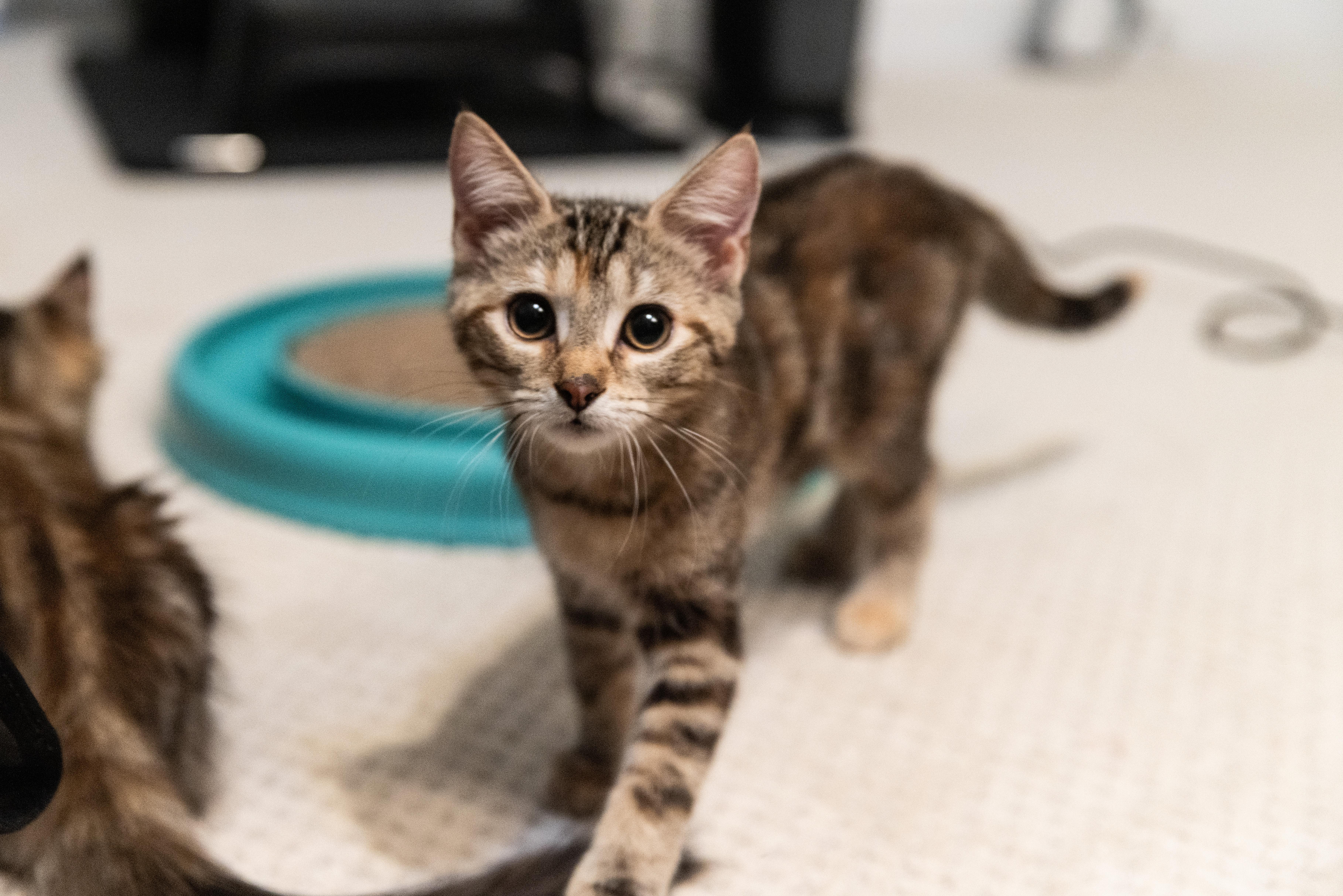 Meadow (Soprano), Adoptable, Kitten Female Domestic Medium Hair.