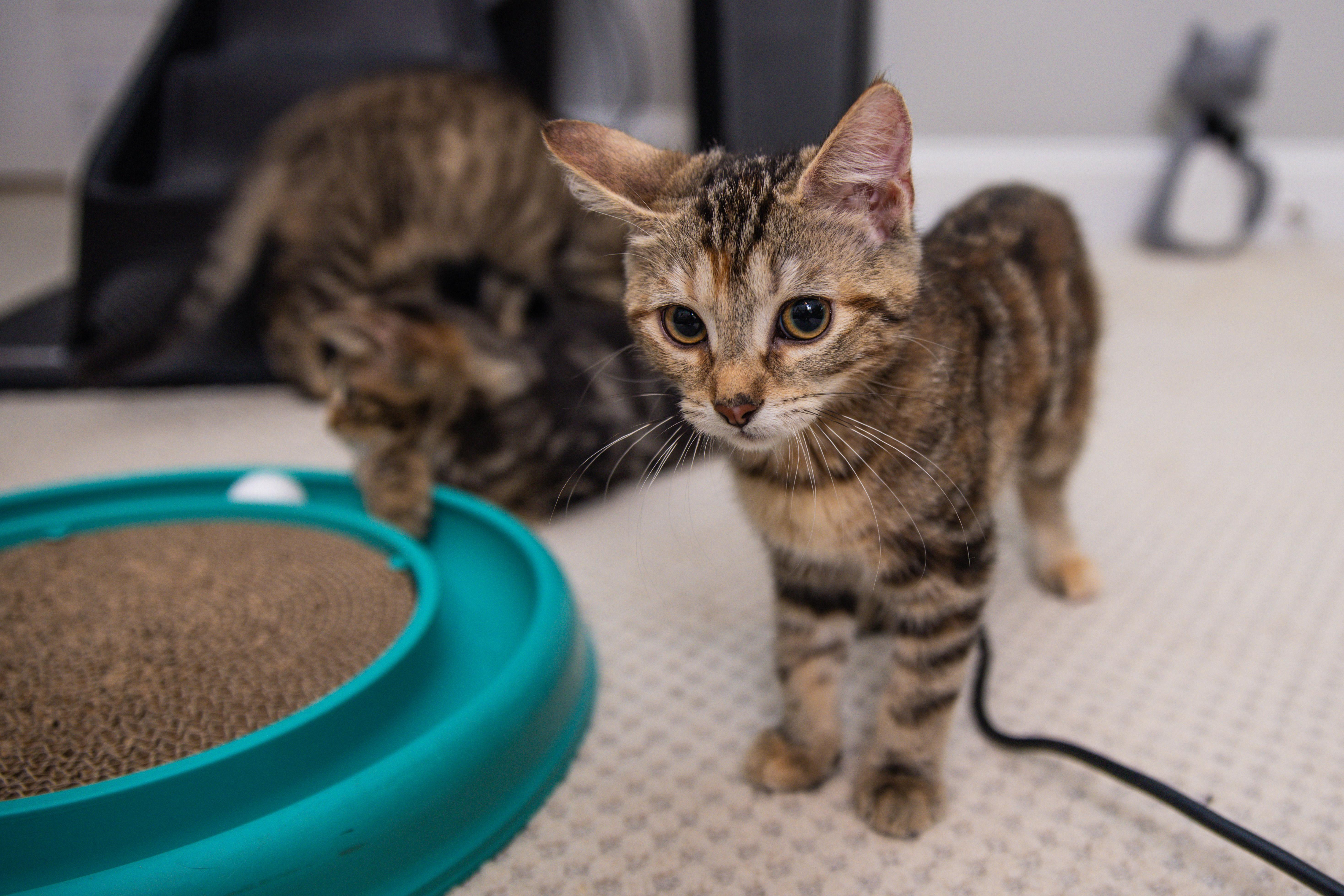 Meadow (Soprano), a Adoptable Domestic Medium Hair in Avondale Estates, GA image 5/6
