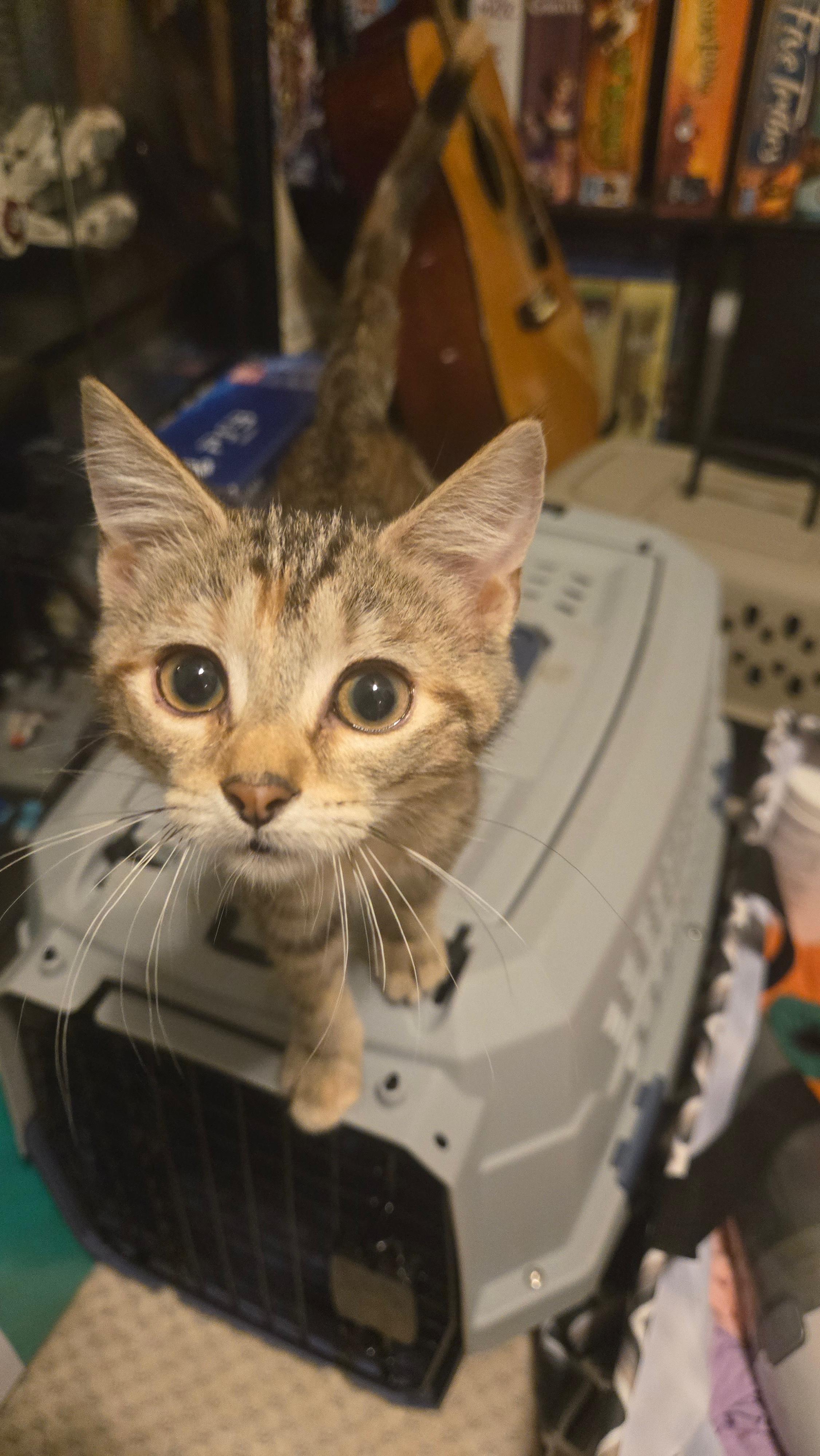 Meadow (Soprano), a Adoptable Domestic Medium Hair in Avondale Estates, GA image 6/6