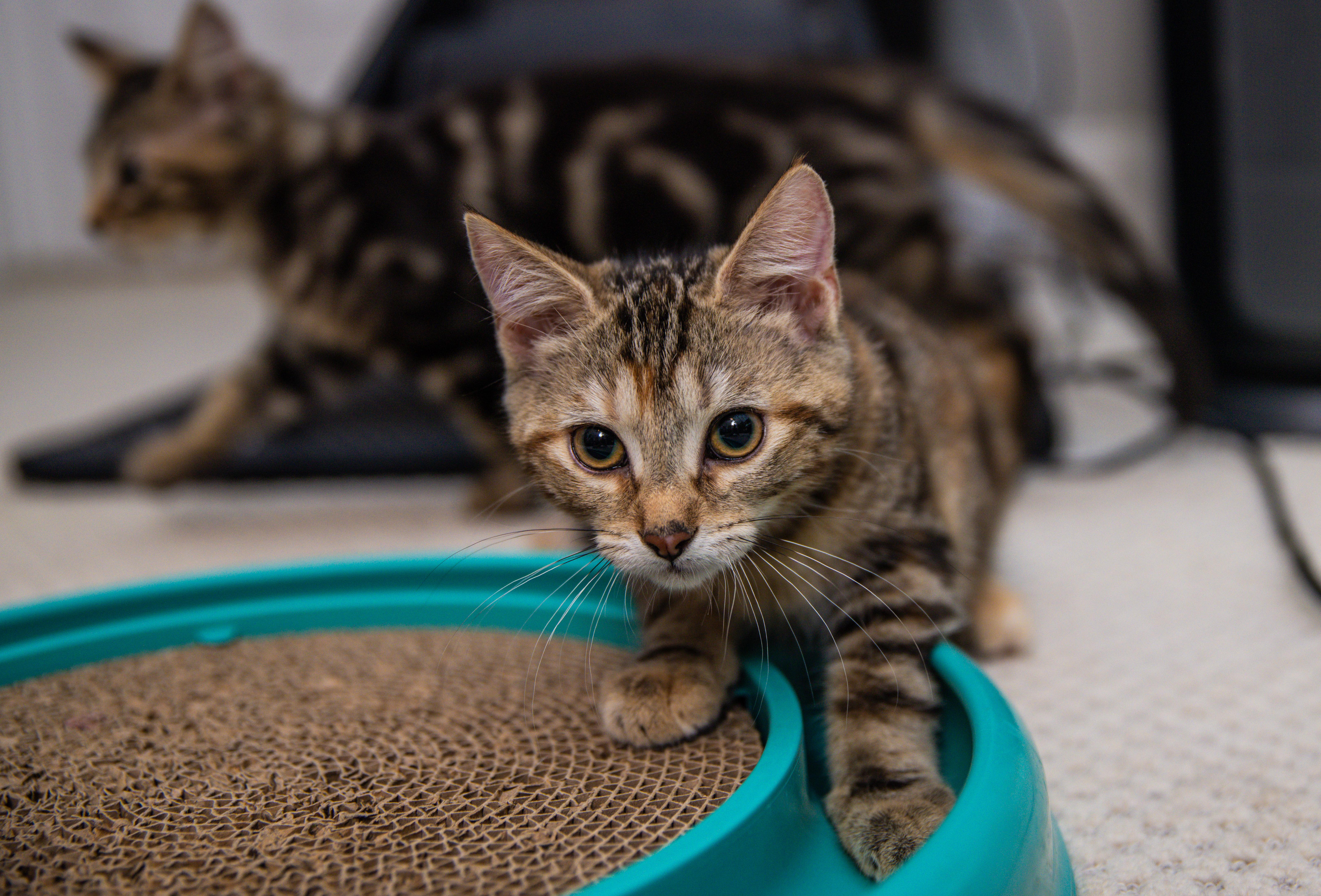 Meadow (Soprano), a Adoptable Domestic Medium Hair in Avondale Estates, GA image 3/6