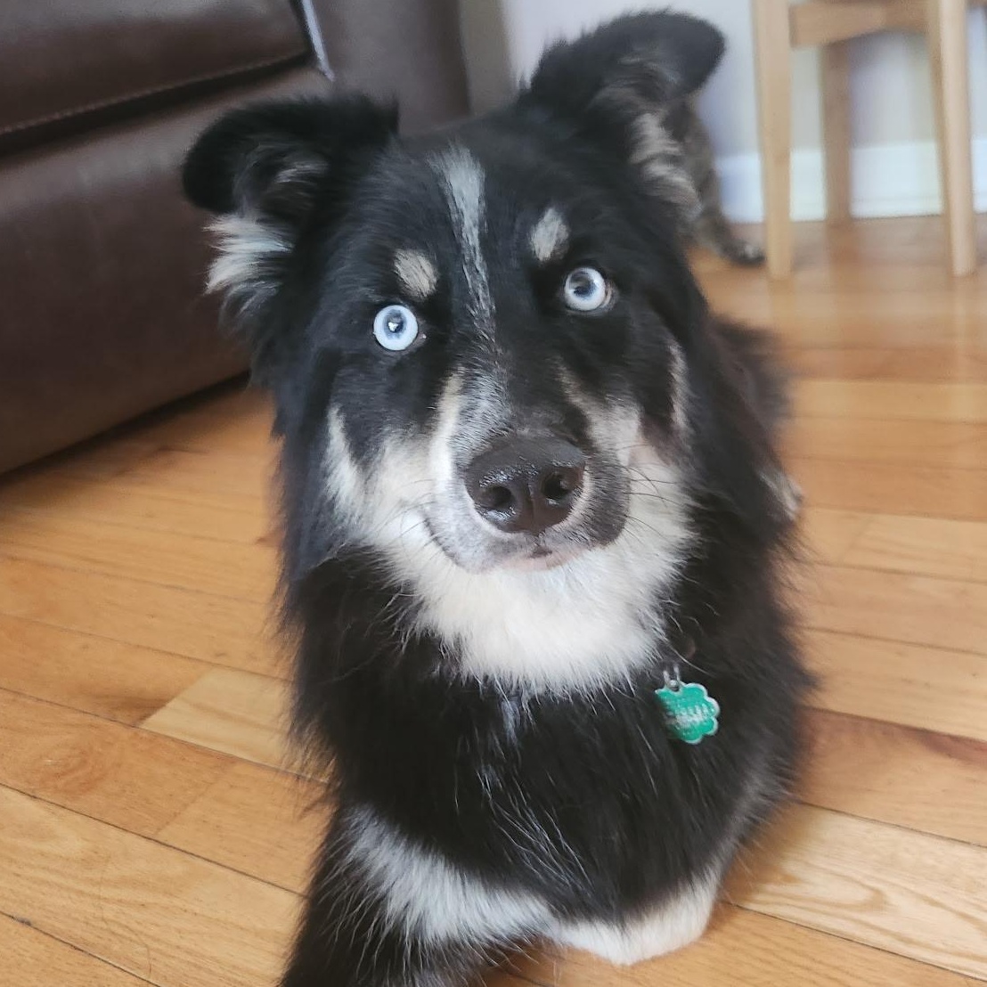 Enlarge Ziggy, an adoptable mixed breed in Mount Prospect, IL image 4/6