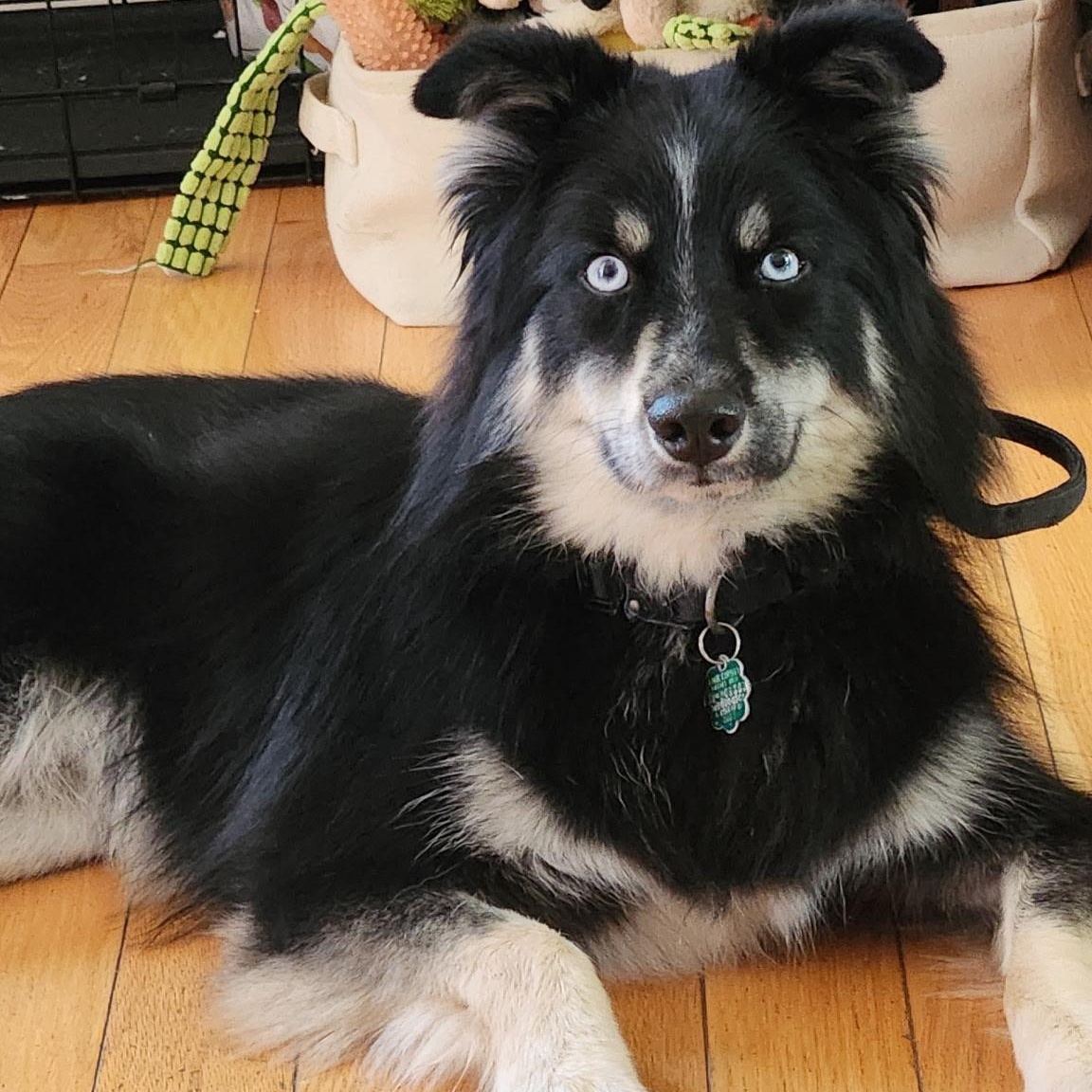 Ziggy, an adoptable Pomsky, Pomeranian in Mount Prospect, IL, 60056 | Photo Image 1