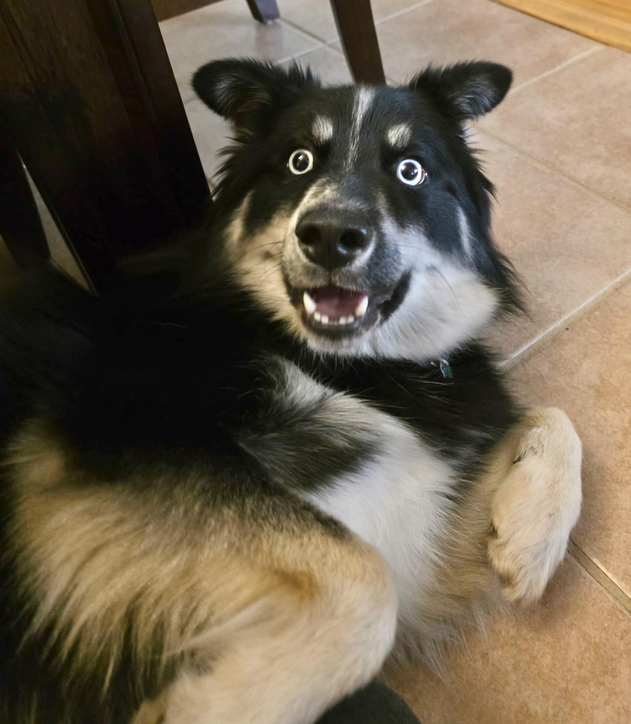 Ziggy, an adoptable Pomsky, Pomeranian in Mount Prospect, IL, 60056 | Photo Image 5