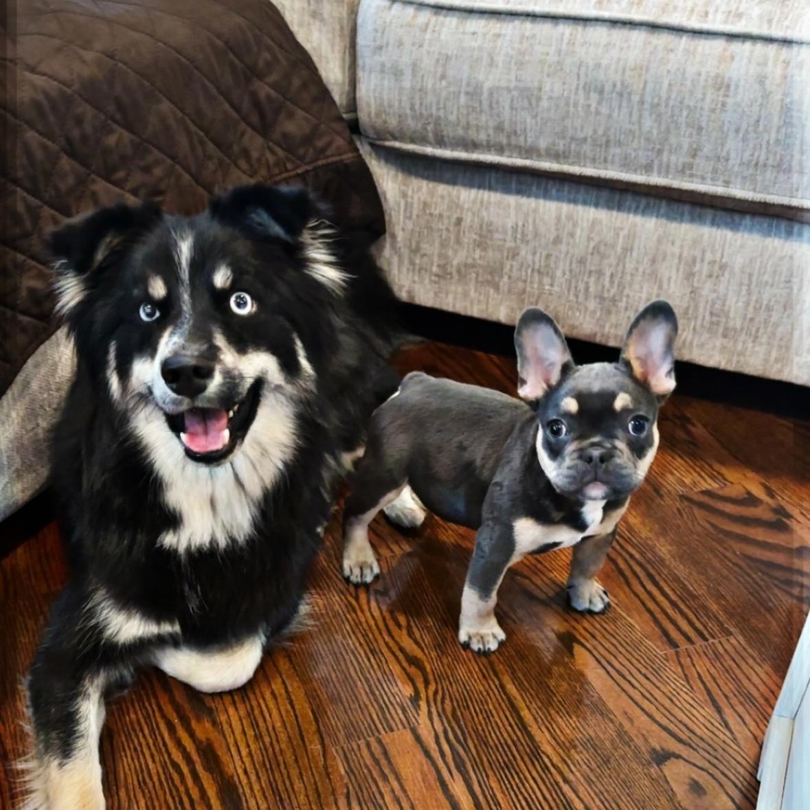Ziggy, an adoptable Pomsky, Pomeranian in Mount Prospect, IL, 60056 | Photo Image 4