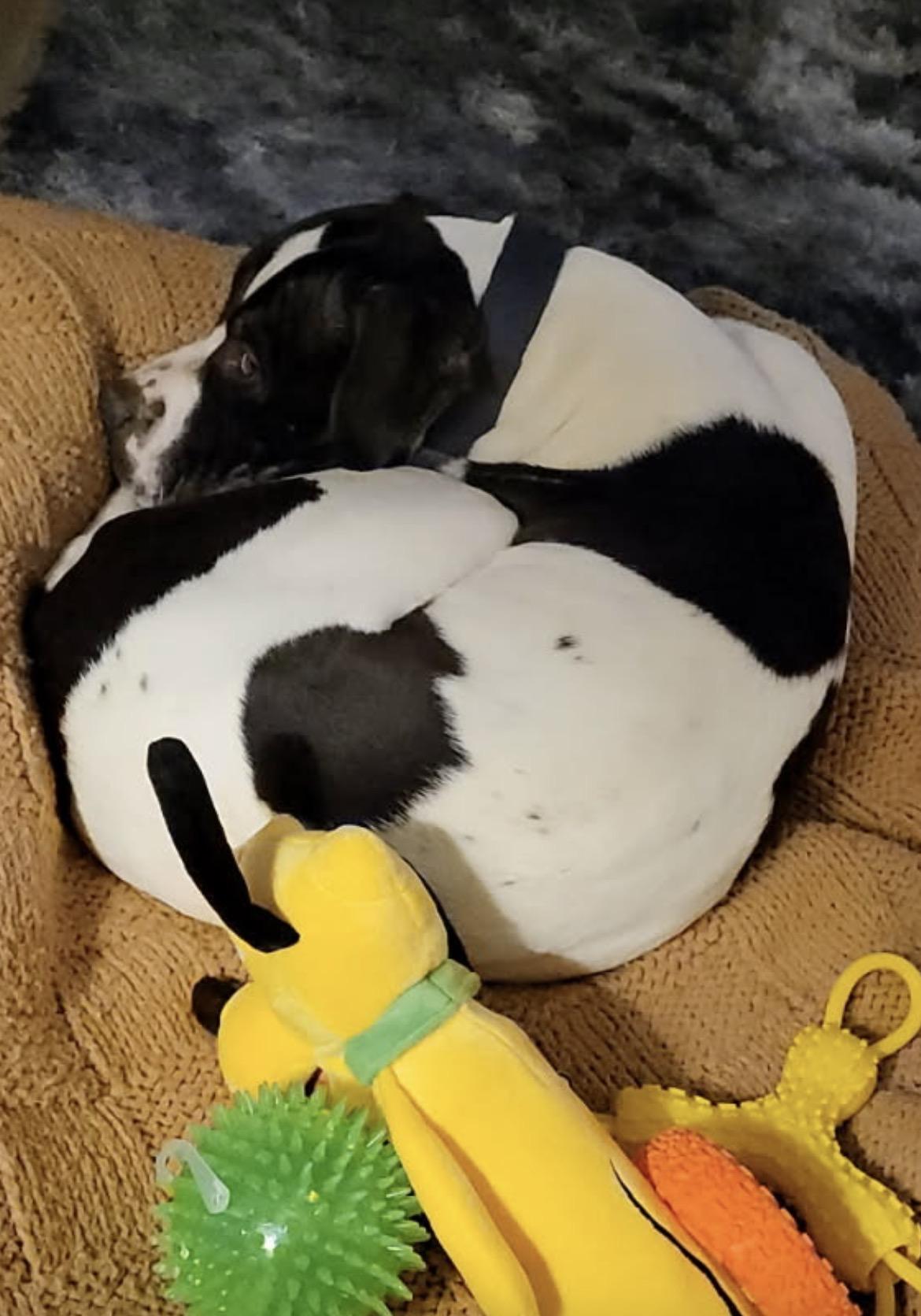 Chance, ADOPTABLE, Adult Male Pit Bull Terrier.