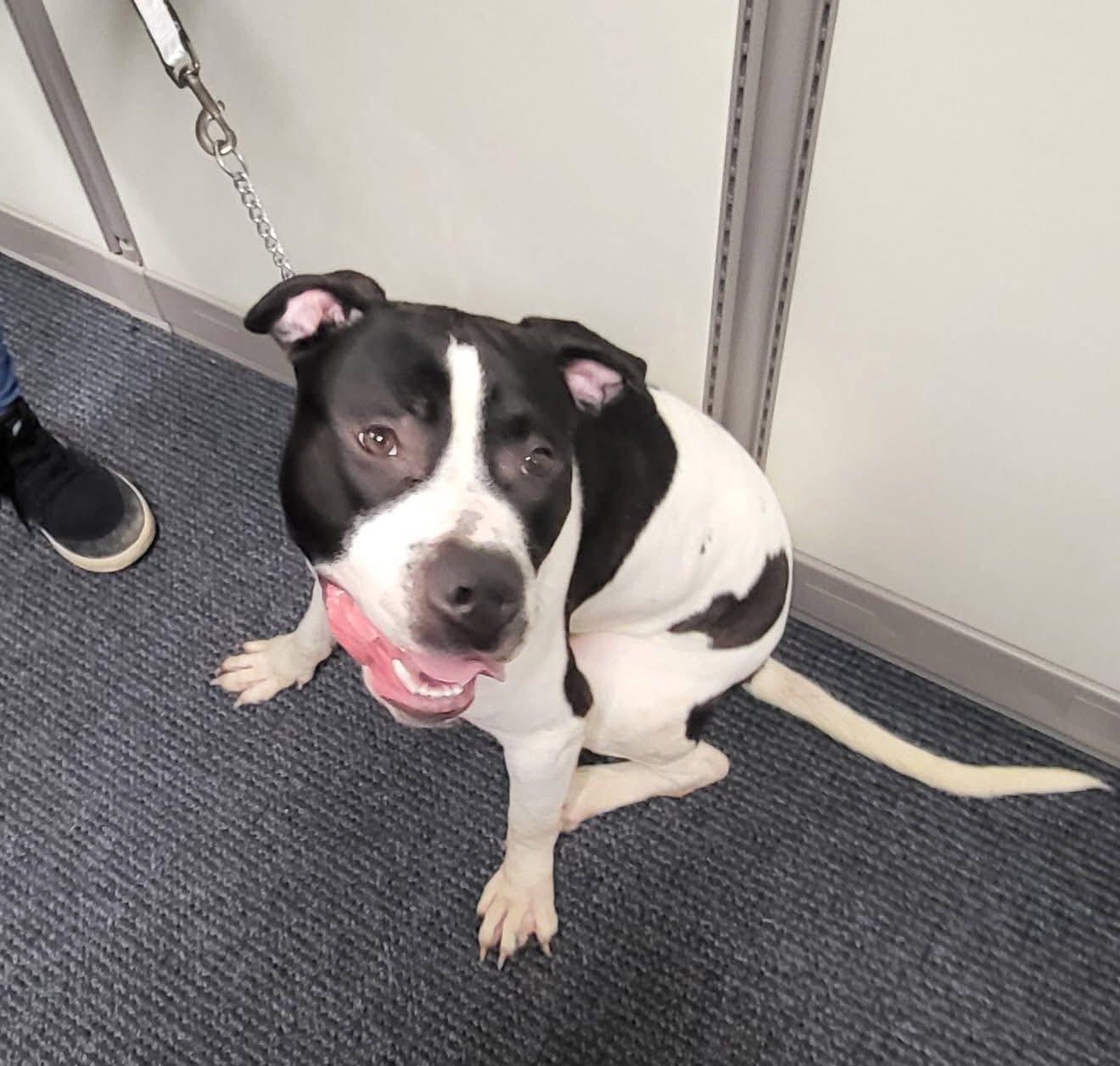 Enlarge Chance, a ADOPTABLE mixed breed in Byron, IL image 2/4