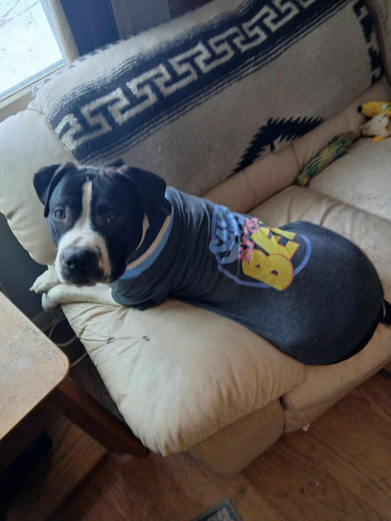 Enlarge Chance, a ADOPTABLE mixed breed in Byron, IL image 4/4