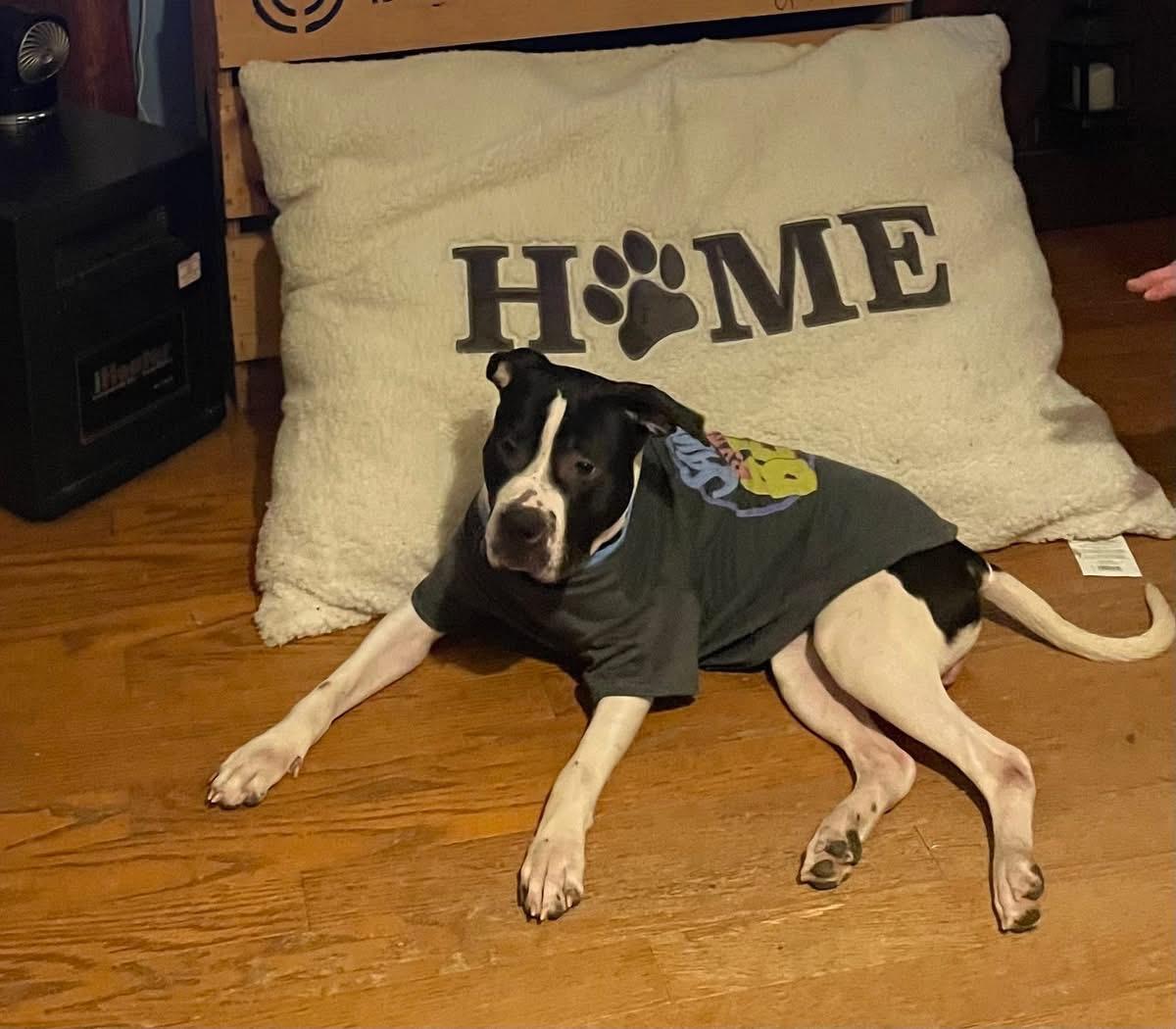 Chance, ADOPTABLE, Adult Male Pit Bull Terrier.