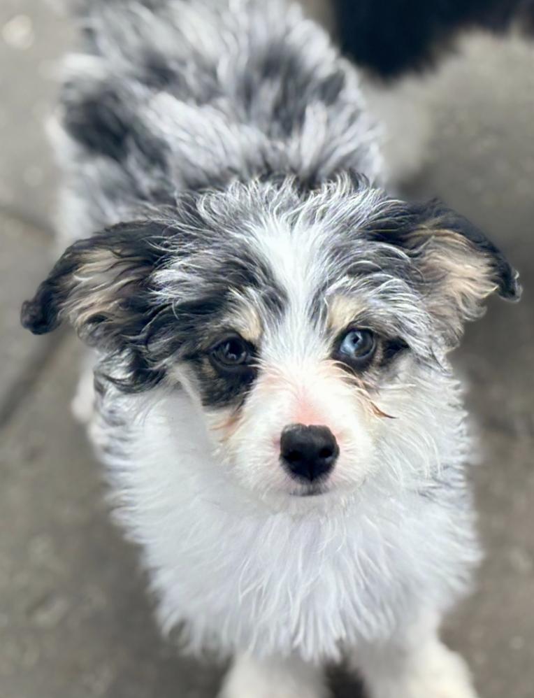 Luke, a Adoptable mixed breed in Wolcott, CT image 3/4