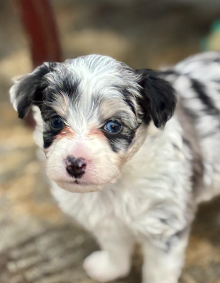 Luke, a Adoptable mixed breed in Wolcott, CT image 4/4