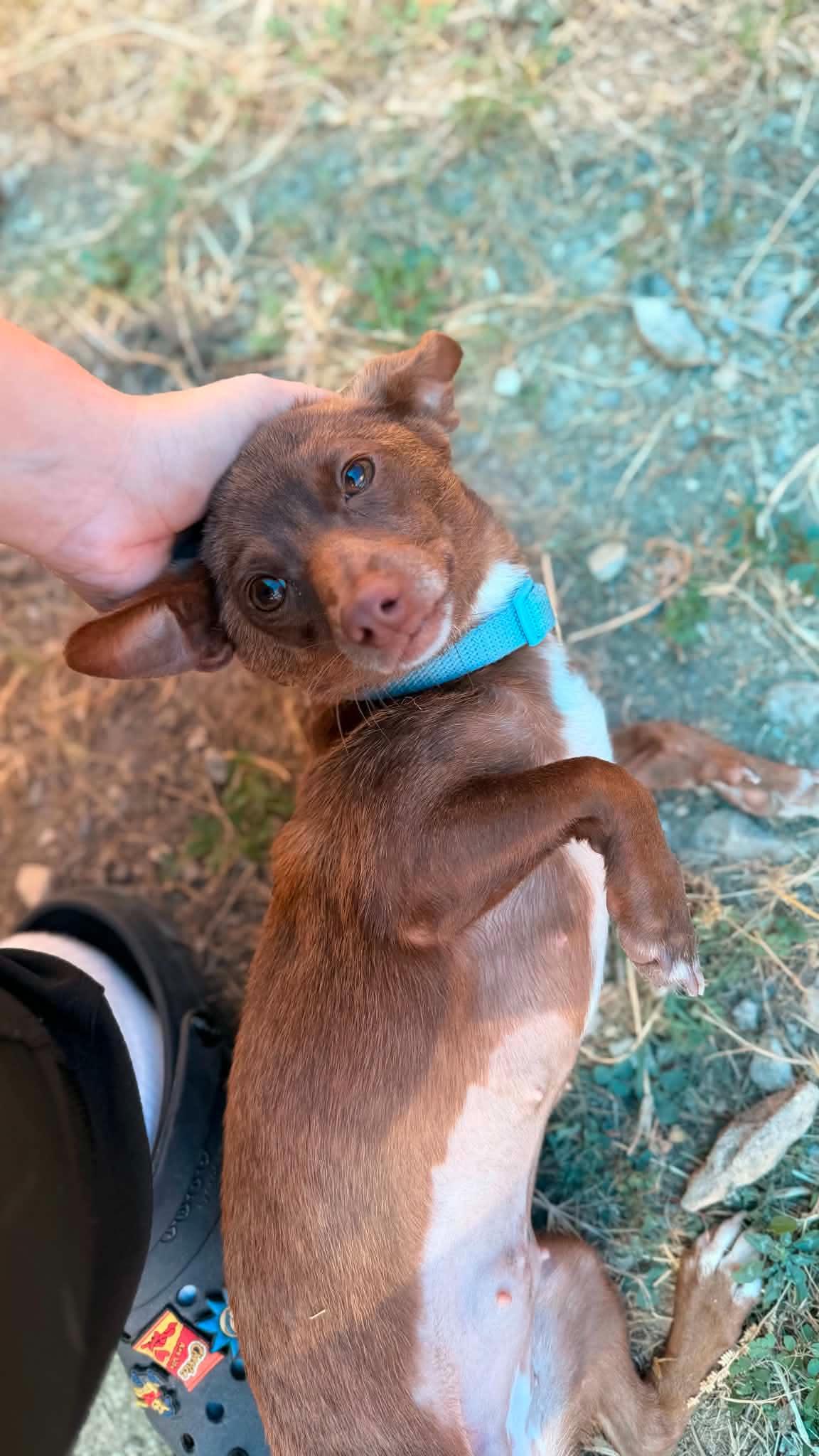 Mocha, Adopted, Young Female Chihuahua.