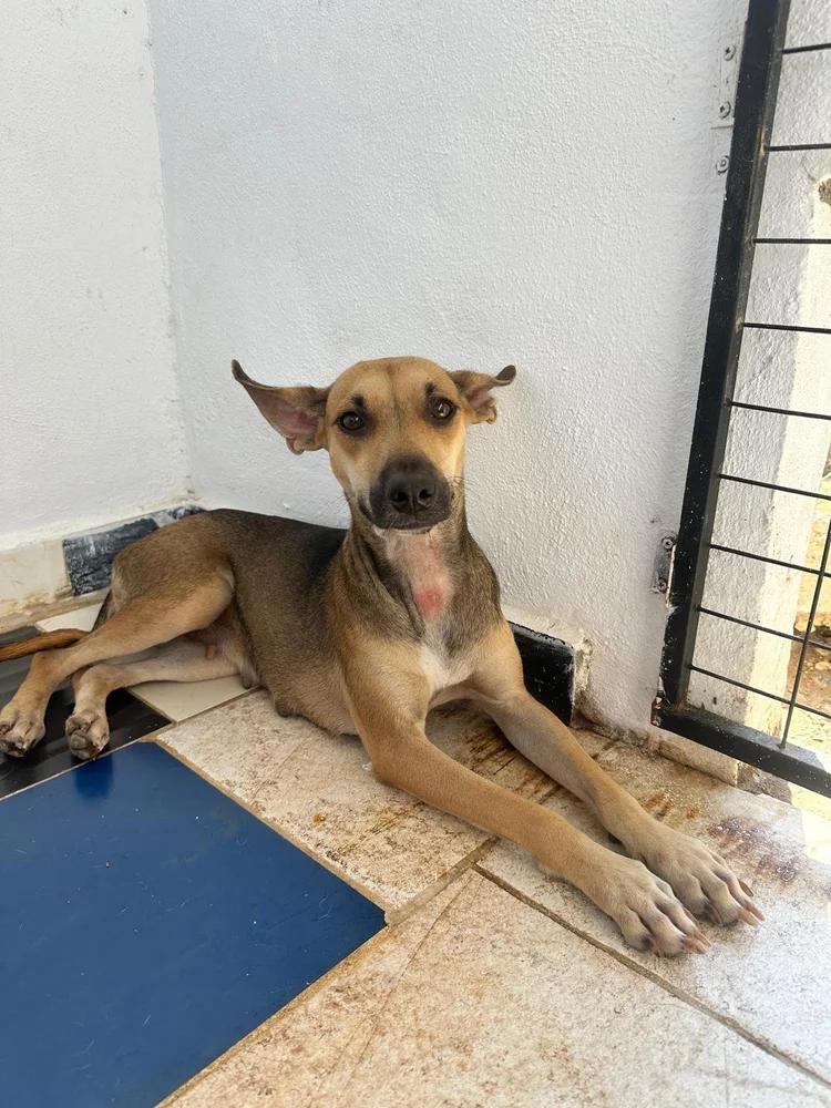 Juliet — thumbnail 3