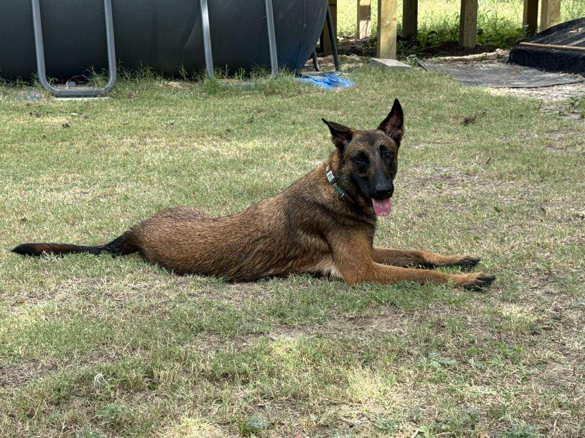 JigglyPuff, a Adopted Belgian Shepherd / Malinois in Houston , TX image 1/6