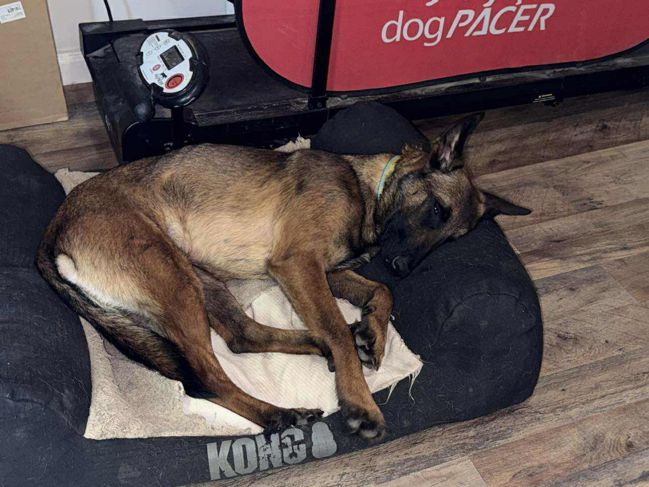 JigglyPuff, a Adopted Belgian Shepherd / Malinois in Houston , TX image 2/6
