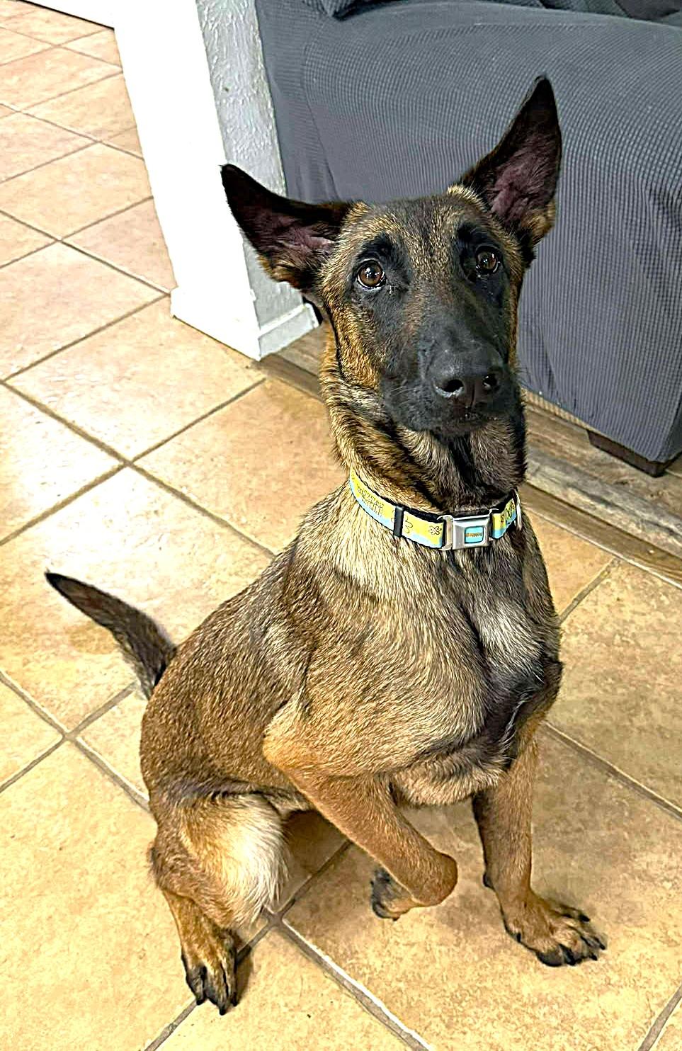 JigglyPuff, a Adopted Belgian Shepherd / Malinois in Houston , TX image 3/6