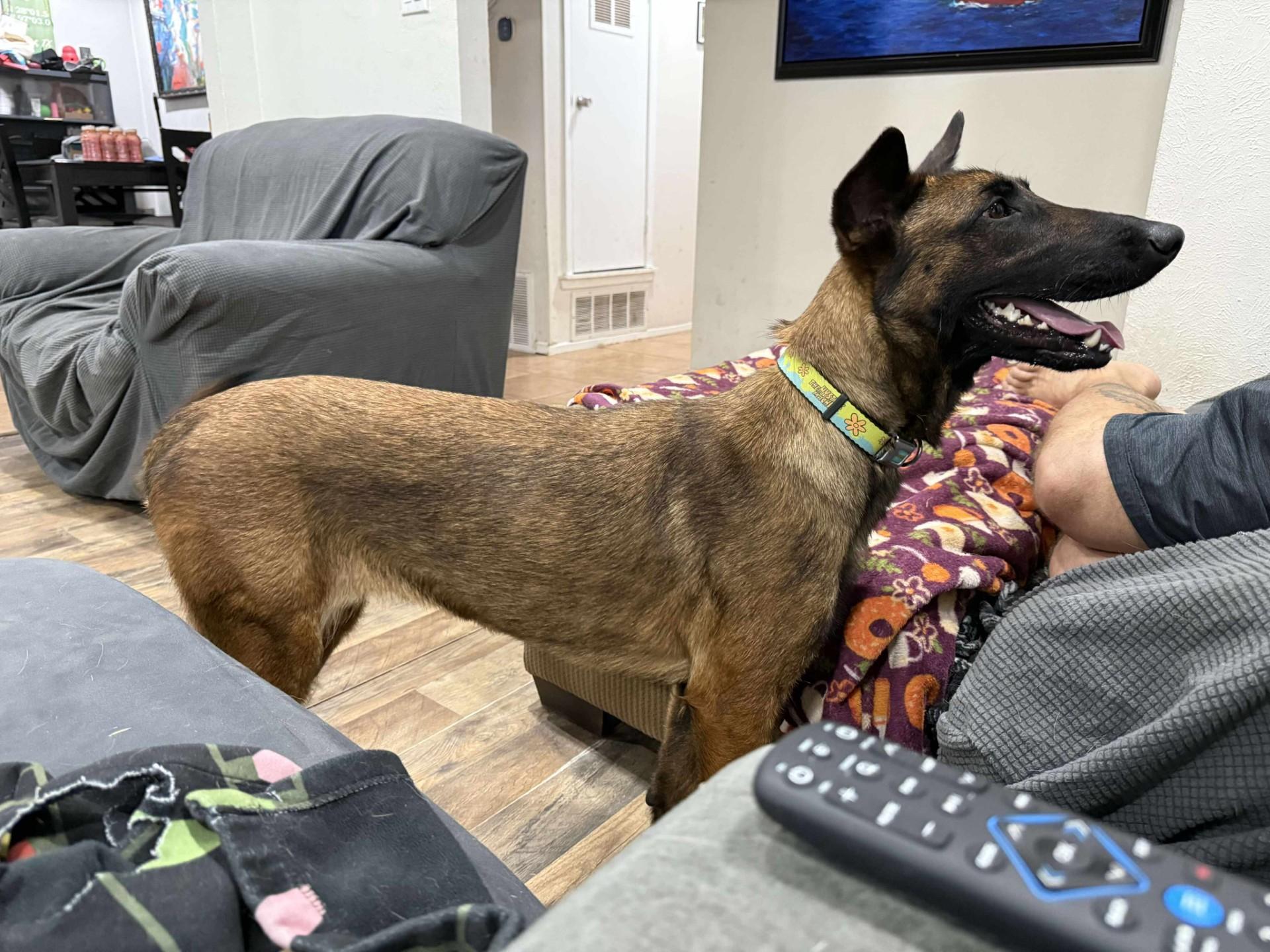 JigglyPuff, a Adopted Belgian Shepherd / Malinois in Houston , TX image 4/6