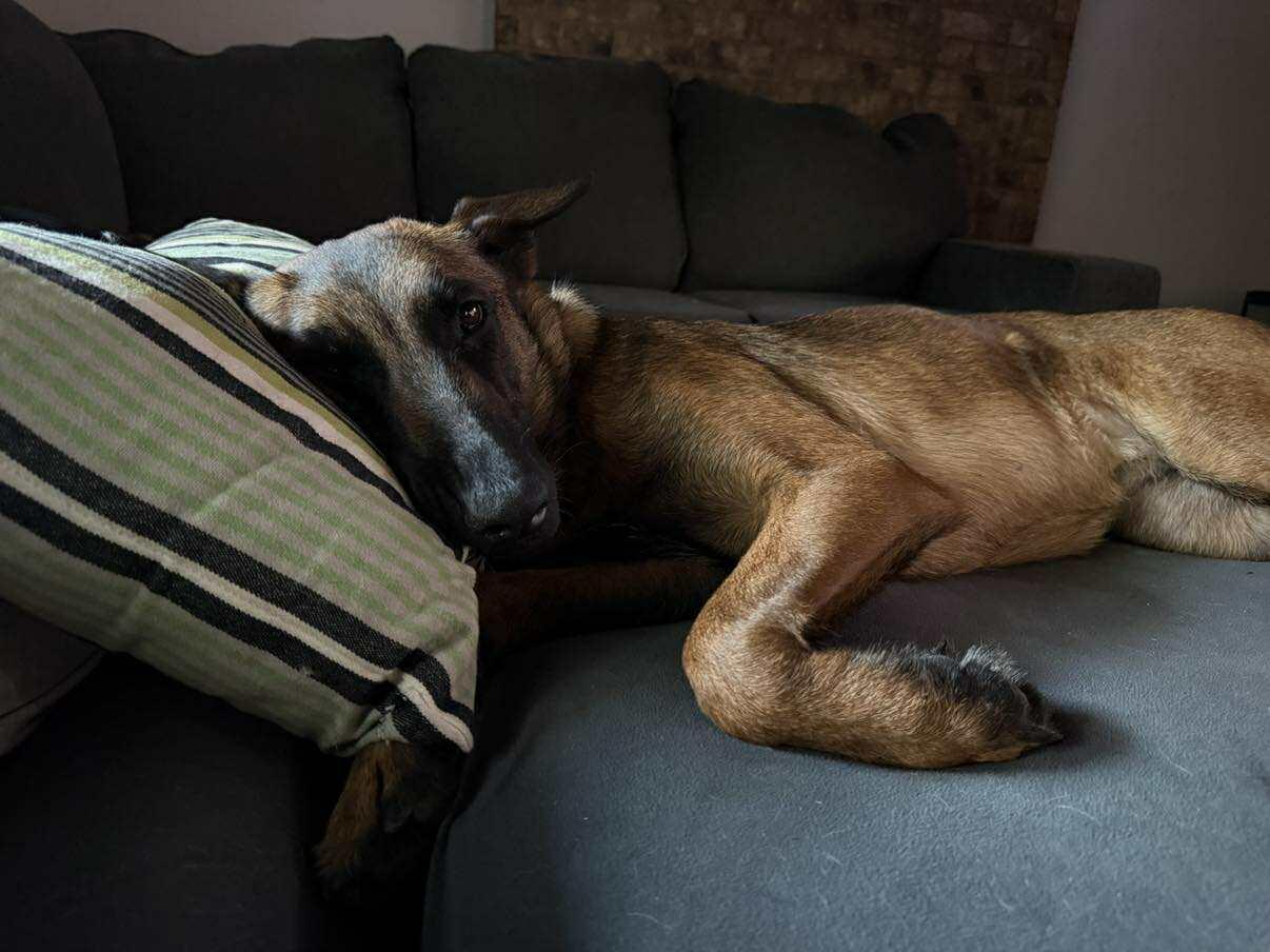 JigglyPuff, a Adopted Belgian Shepherd / Malinois in Houston , TX image 5/6