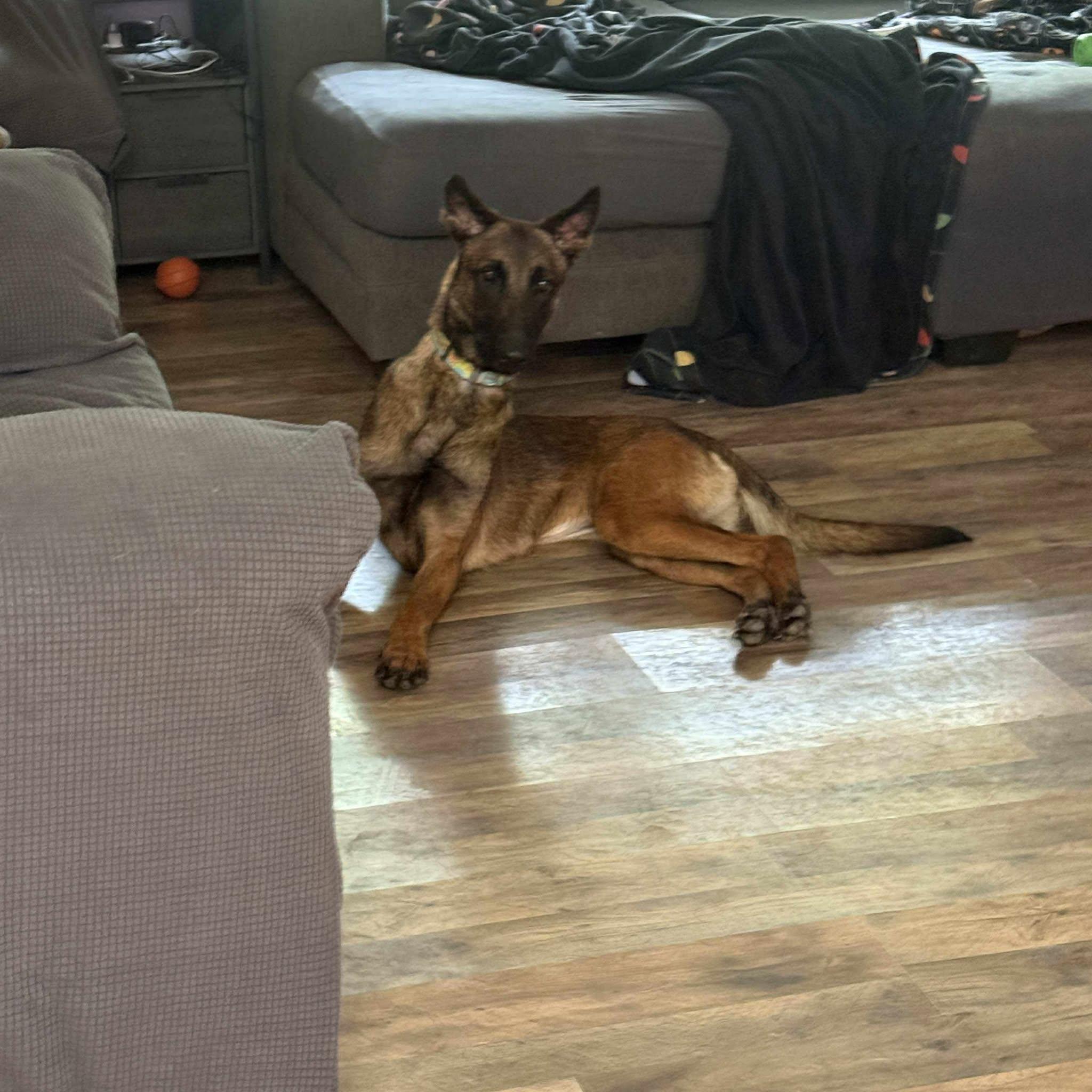 JigglyPuff, a Adopted Belgian Shepherd / Malinois in Houston , TX image 6/6