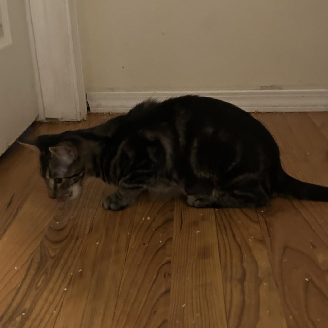 Enlarge Esmeralda, a Adoptable Domestic Short Hair in Springdale, AR image 2/4