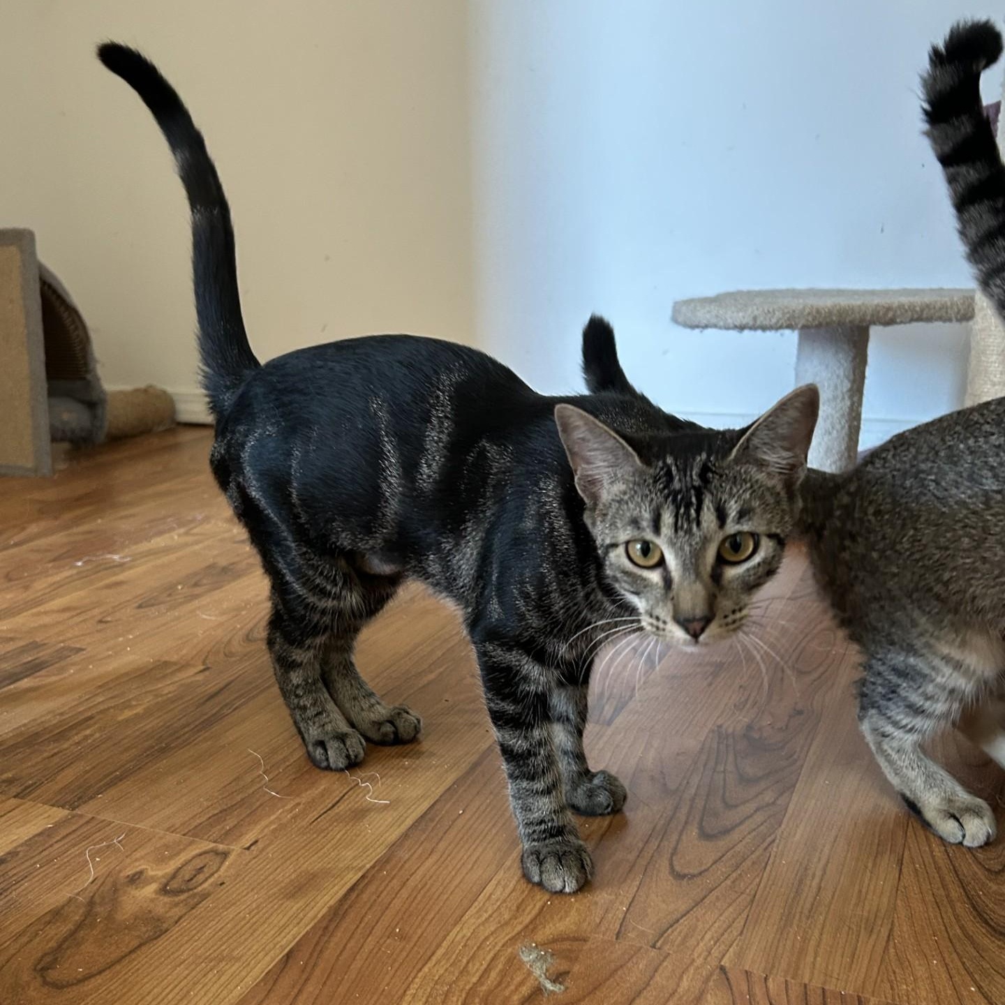 Enlarge Esmeralda, a Adoptable Domestic Short Hair in Springdale, AR image 4/4