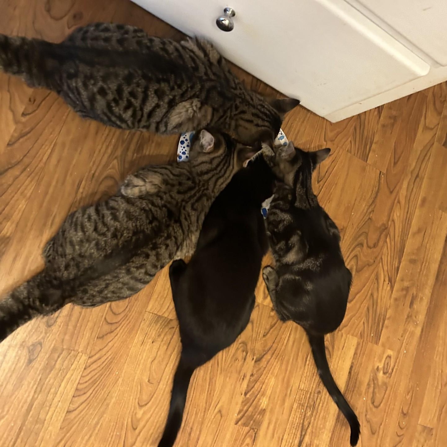 Enlarge Esmeralda, a Adoptable Domestic Short Hair in Springdale, AR image 3/4